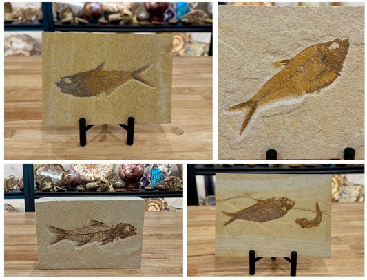 Green River Fish Fossils: A Window Into Fossil Lake