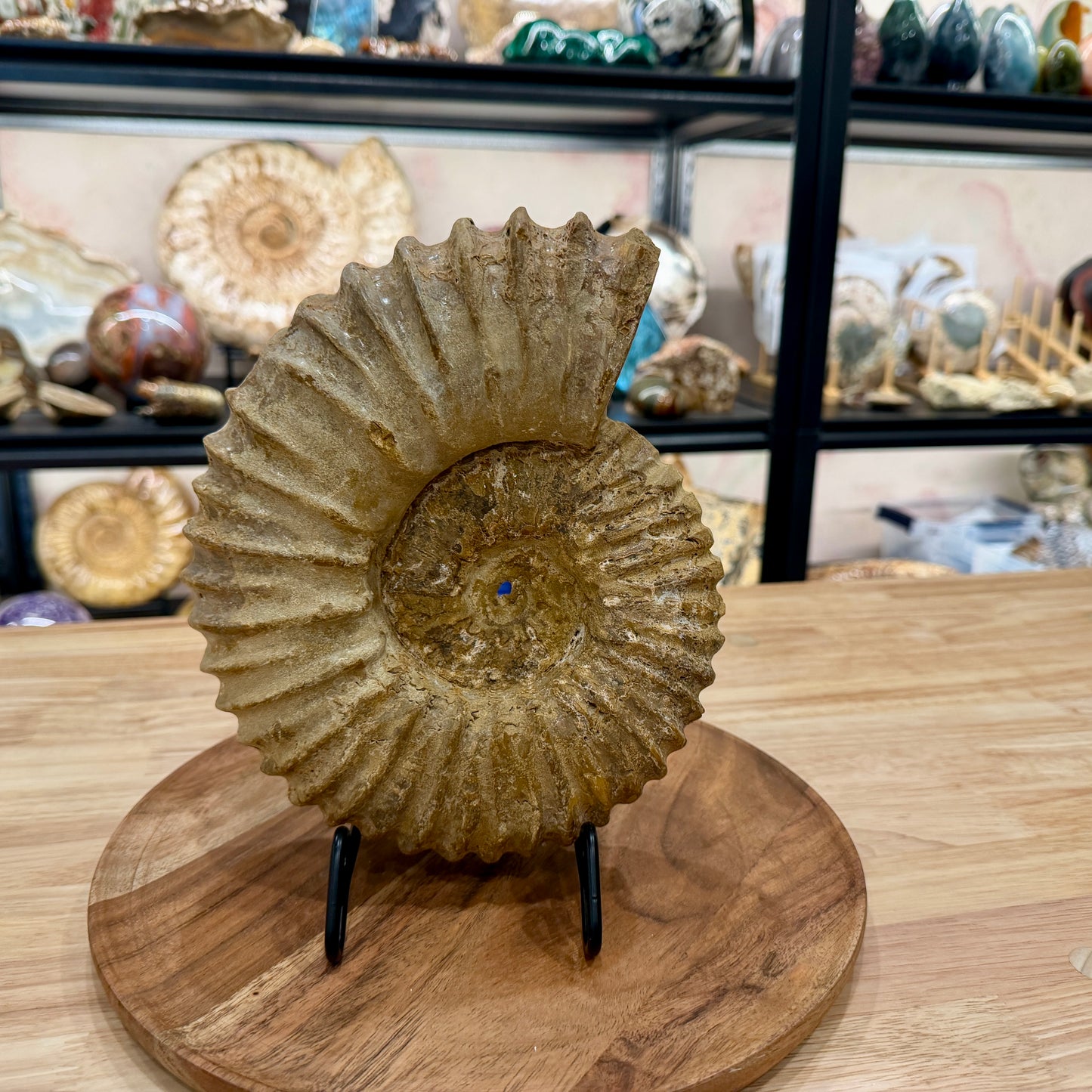Natural Jurassic Ammonite Fossil 9.28" | Madagascar