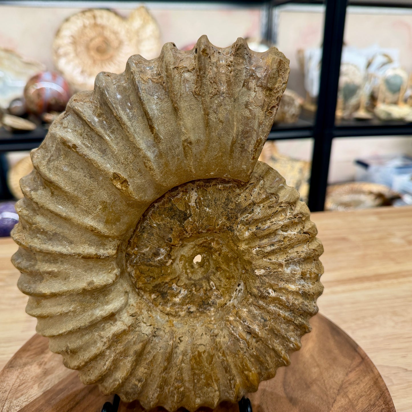 Natural Jurassic Ammonite Fossil 9.28" | Madagascar