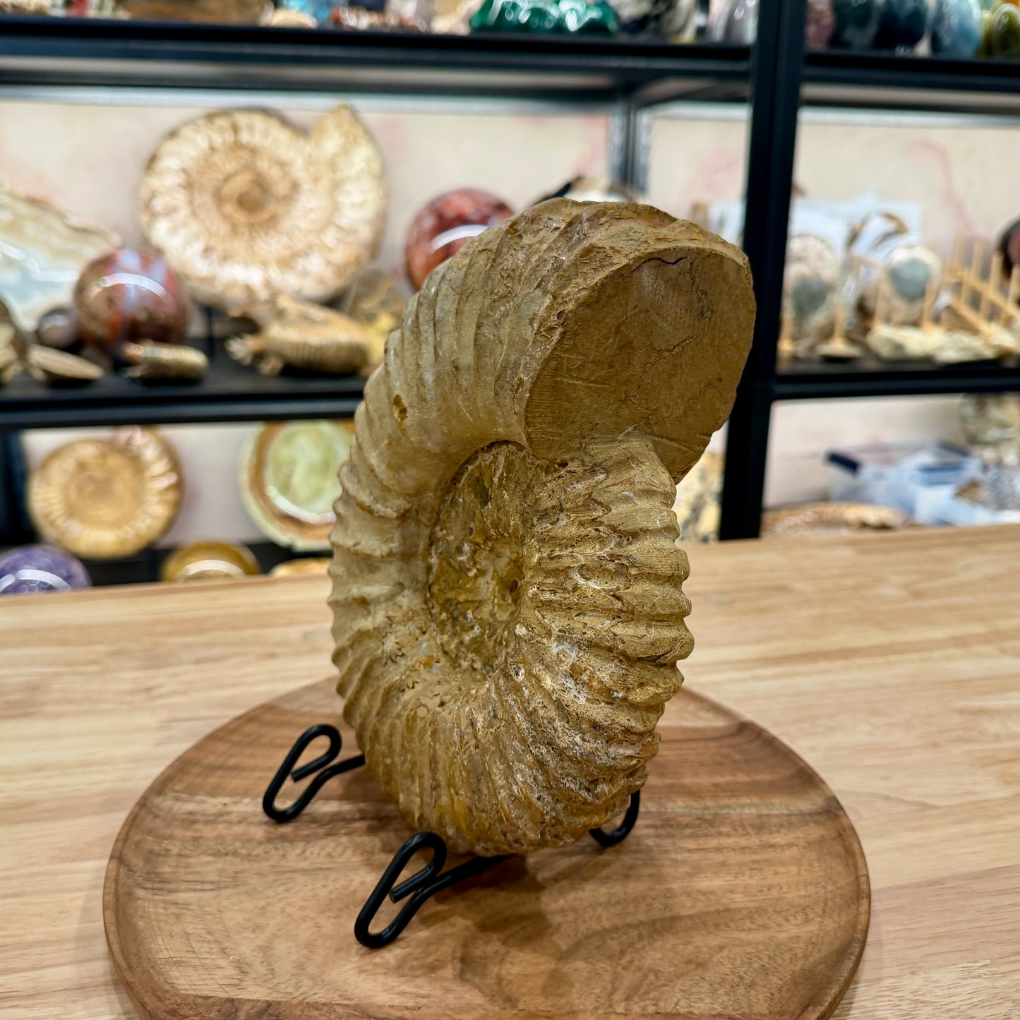 Natural Jurassic Ammonite Fossil 9.28" | Madagascar