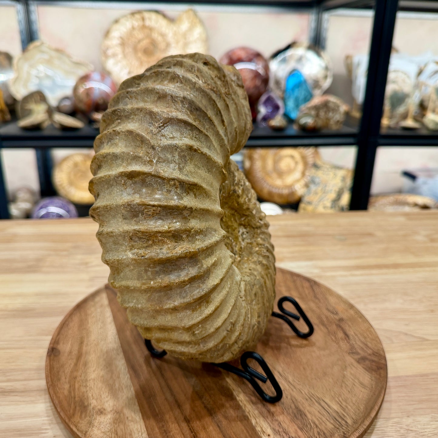 Natural Jurassic Ammonite Fossil 9.28" | Madagascar