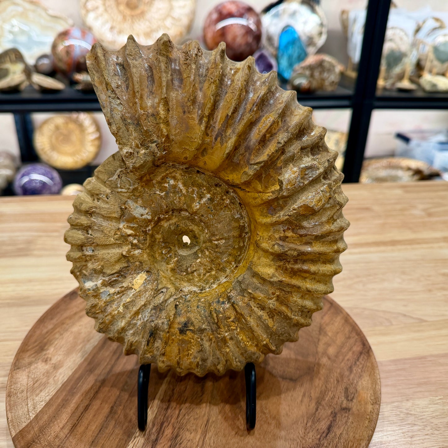 Natural Jurassic Ammonite Fossil 9.28" | Madagascar