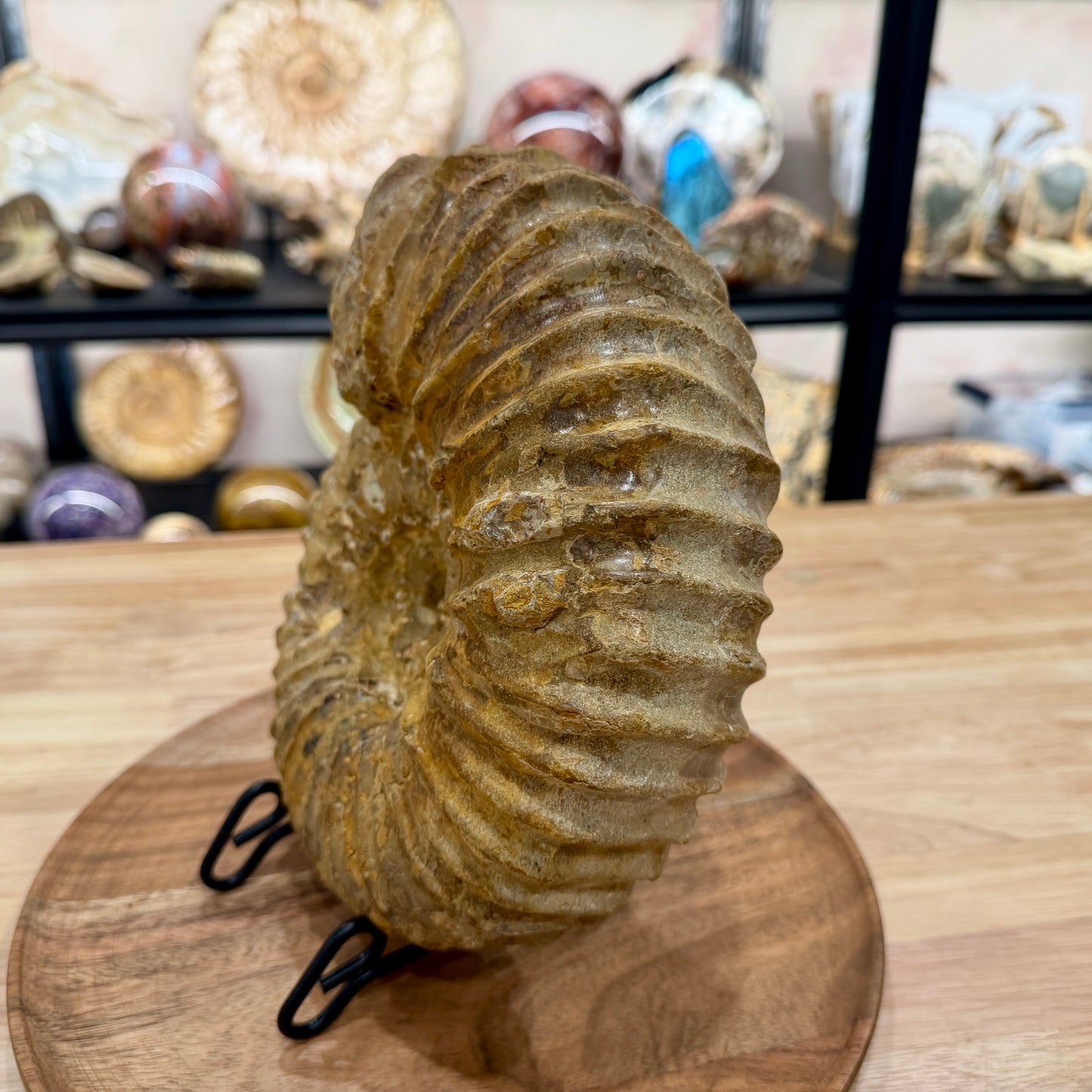 Natural Jurassic Ammonite Fossil 9.28" | Madagascar
