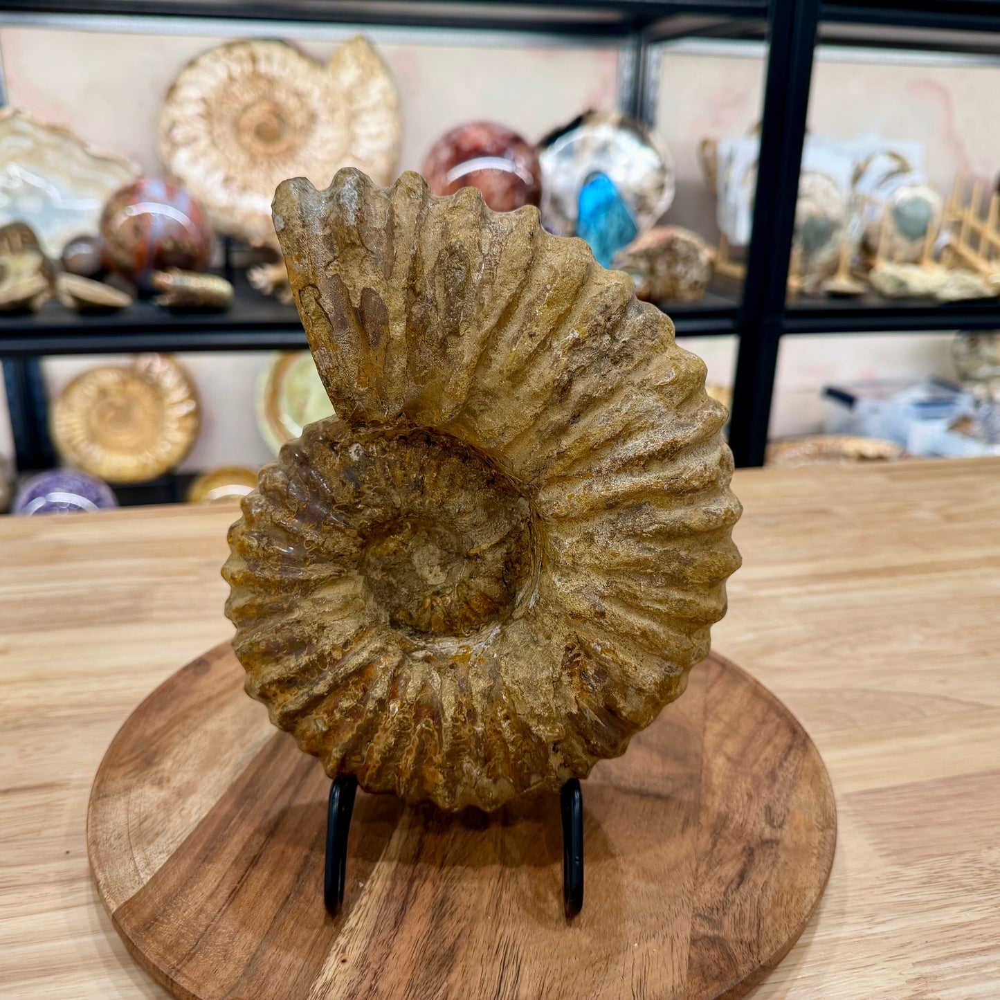 Natural Jurassic Ammonite Fossil 8.57" | Madagascar