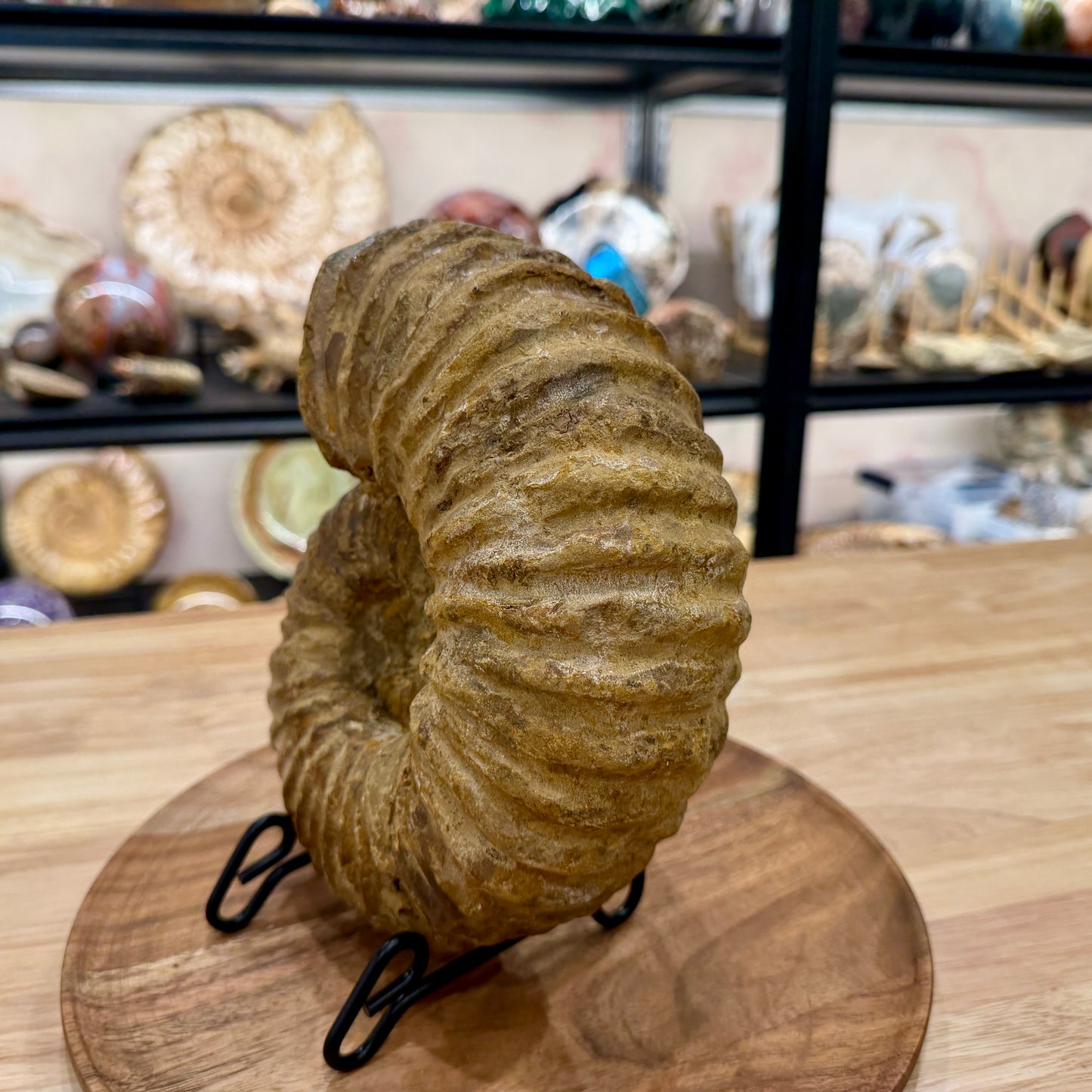 Natural Jurassic Ammonite Fossil 8.57" | Madagascar