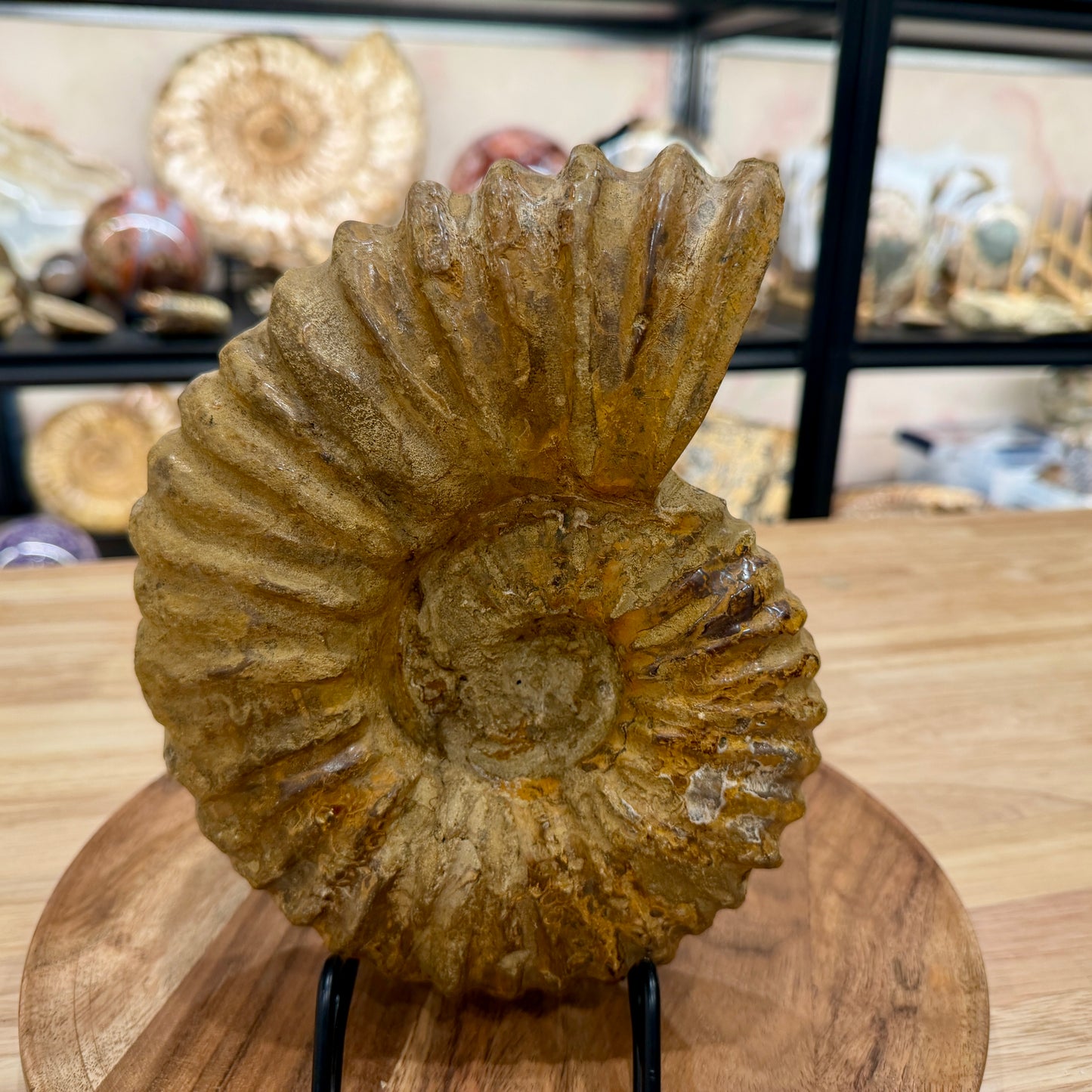 Natural Jurassic Ammonite Fossil 8.57" | Madagascar
