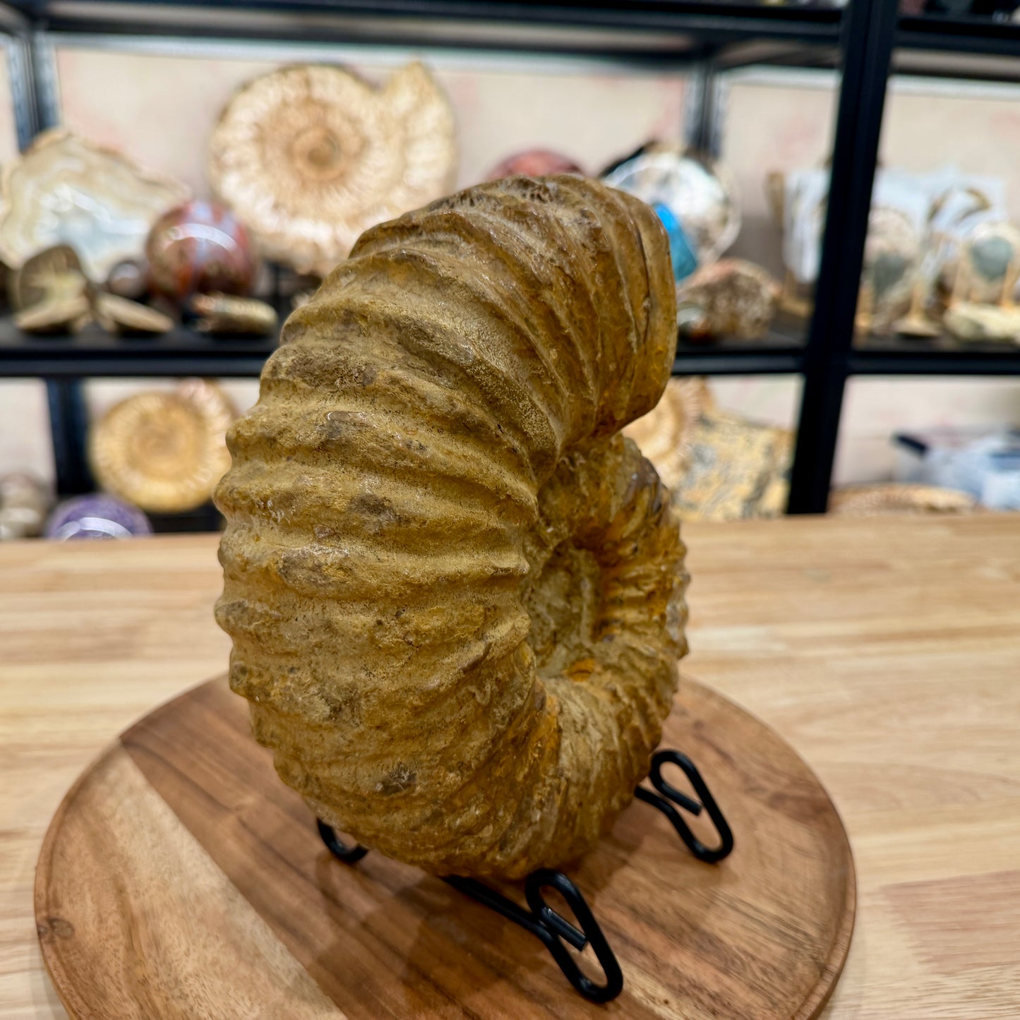 Natural Jurassic Ammonite Fossil 8.57" | Madagascar
