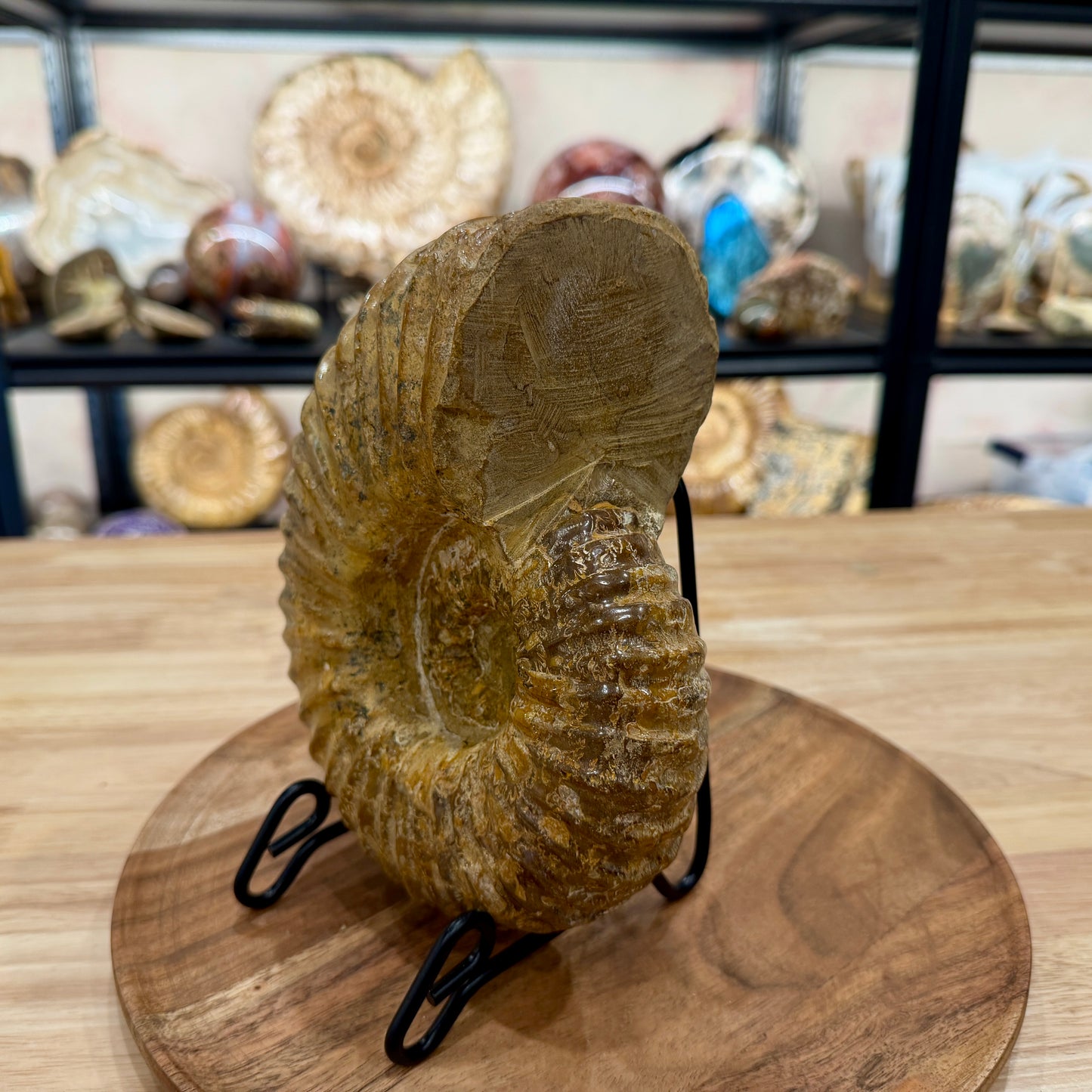 Reserve Jurassic Ammonite Fossil 7.86" | Madagascar