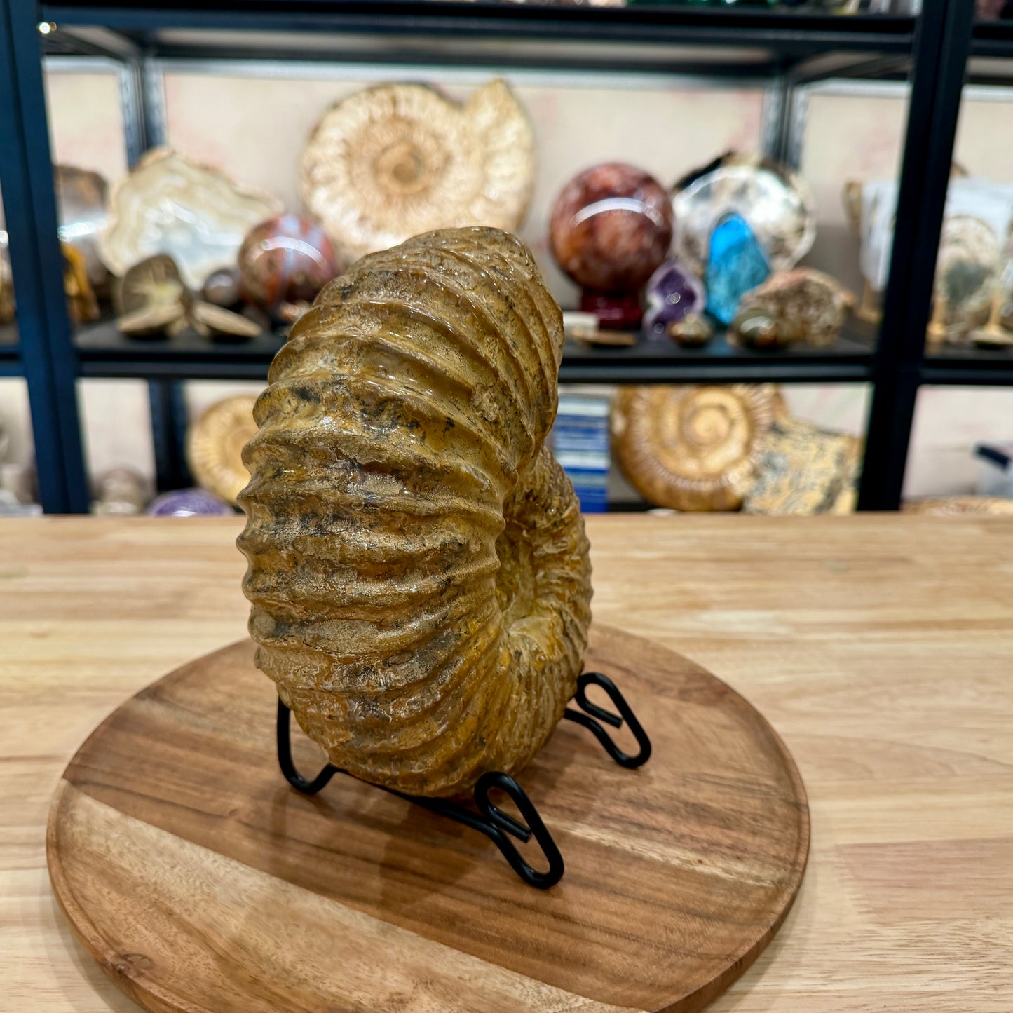 Reserve Jurassic Ammonite Fossil 7.86" | Madagascar