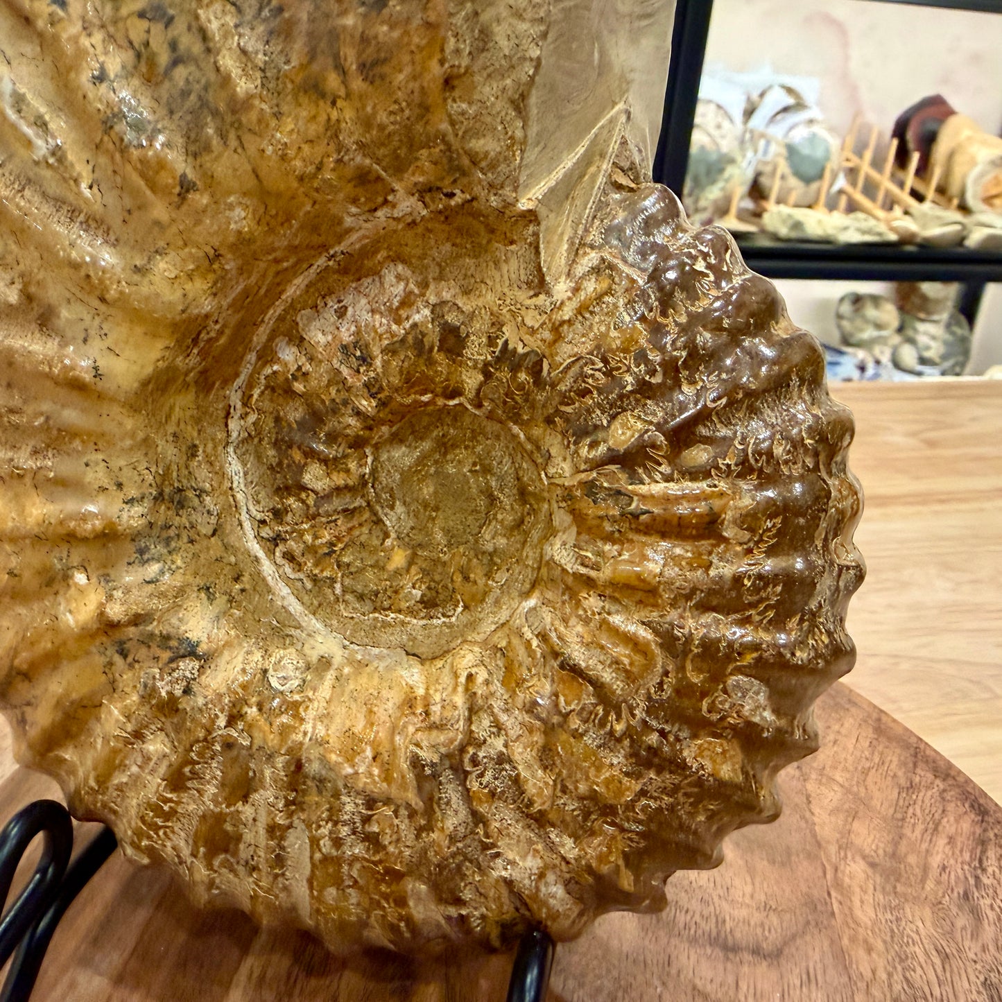 Reserve Jurassic Ammonite Fossil 7.86" | Madagascar