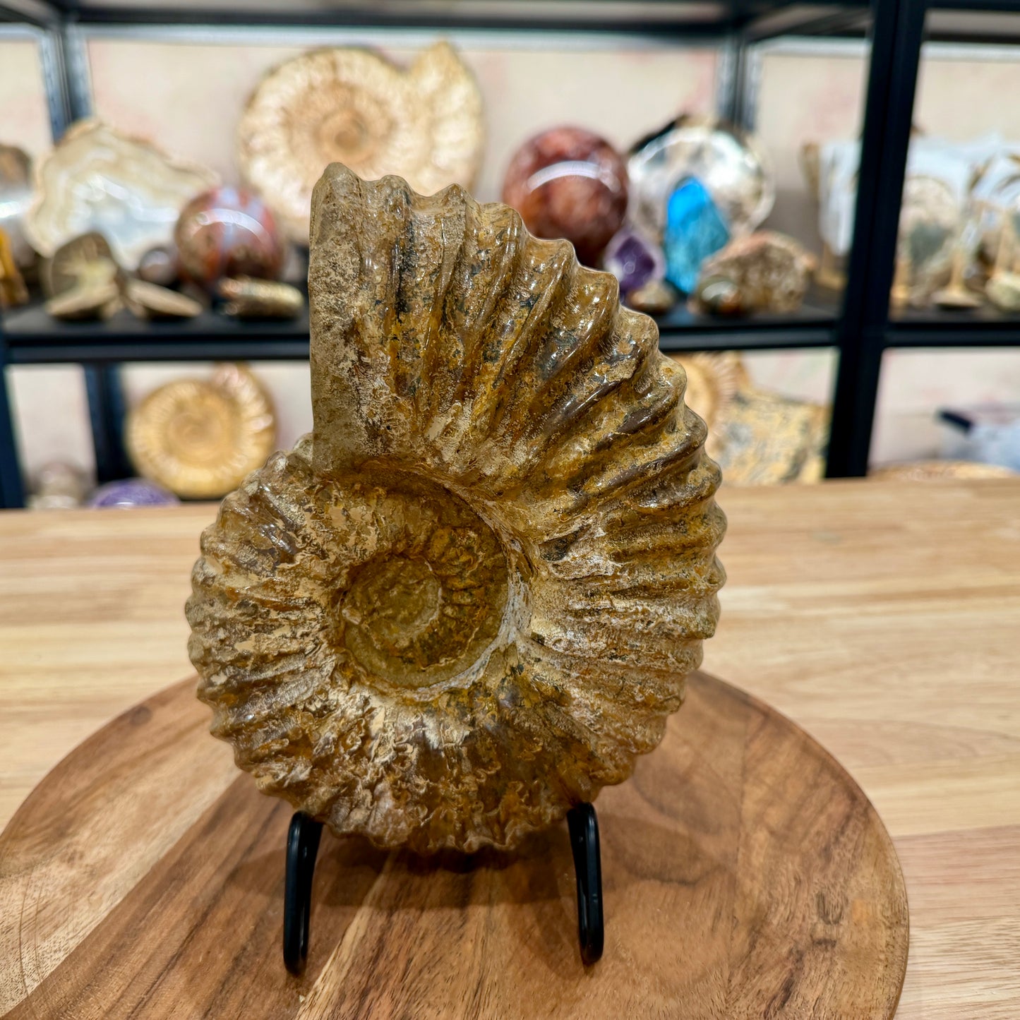 Reserve Jurassic Ammonite Fossil 7.86" | Madagascar