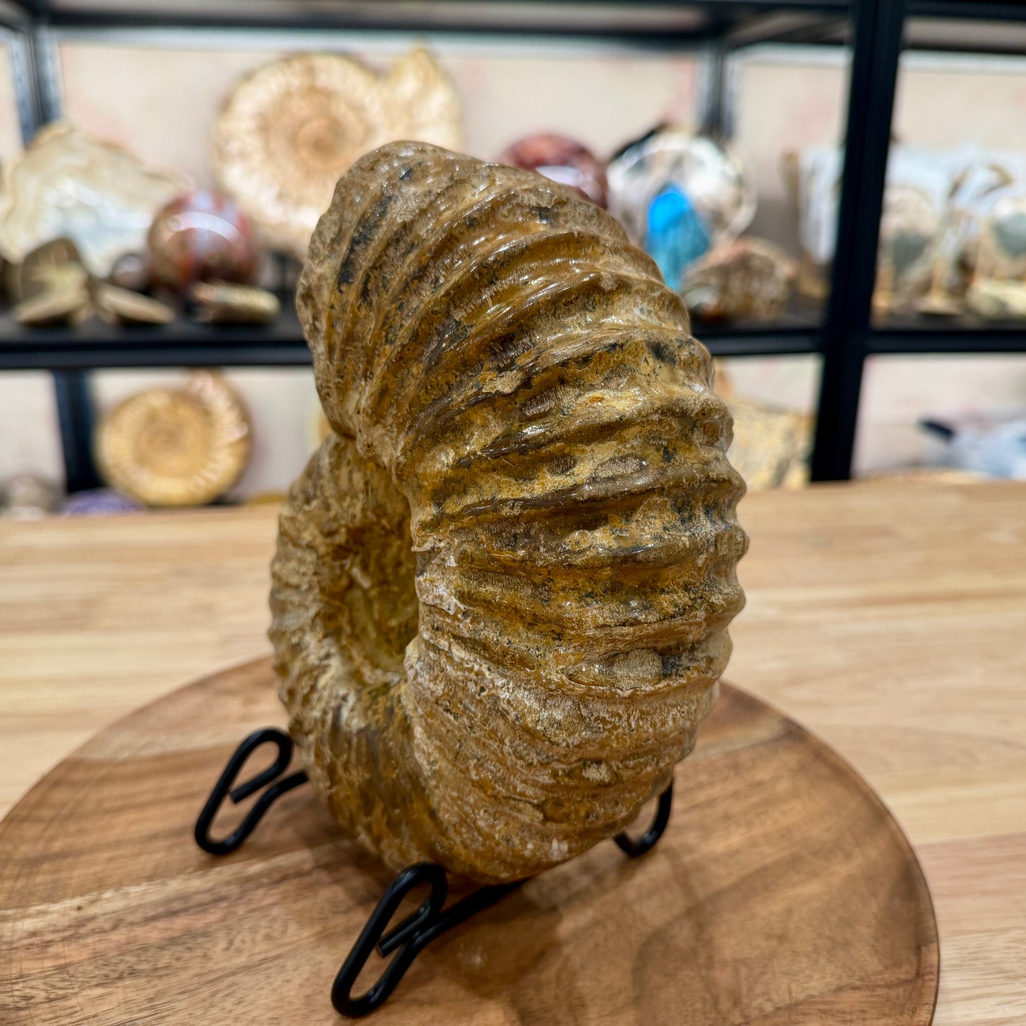 Reserve Jurassic Ammonite Fossil 7.86" | Madagascar