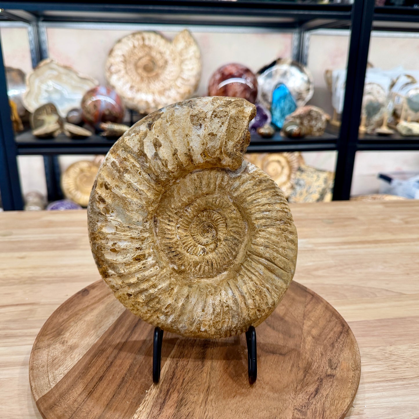Natural Jurassic Ammonite Fossil 8" | Madagascar