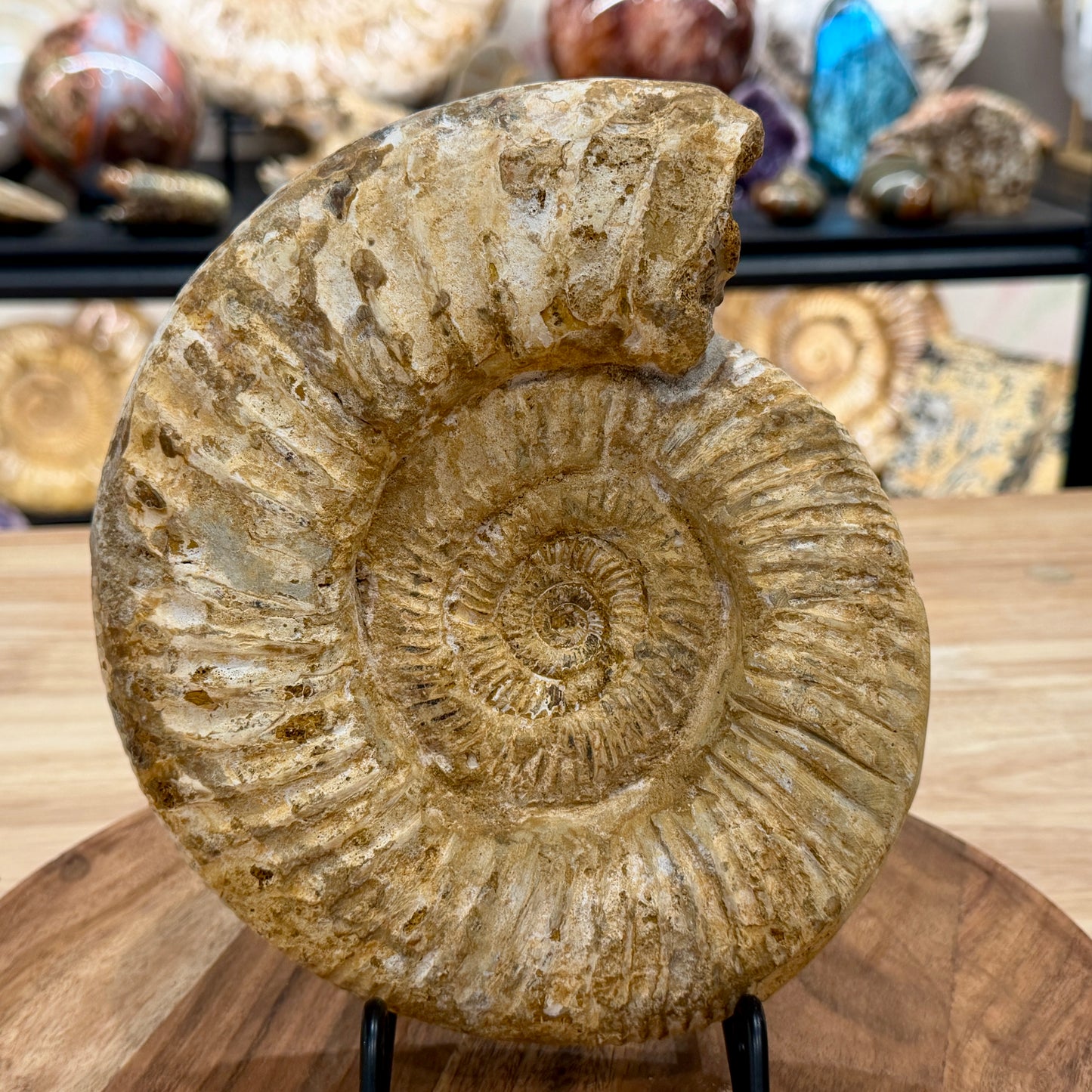 Natural Jurassic Ammonite Fossil 8" | Madagascar