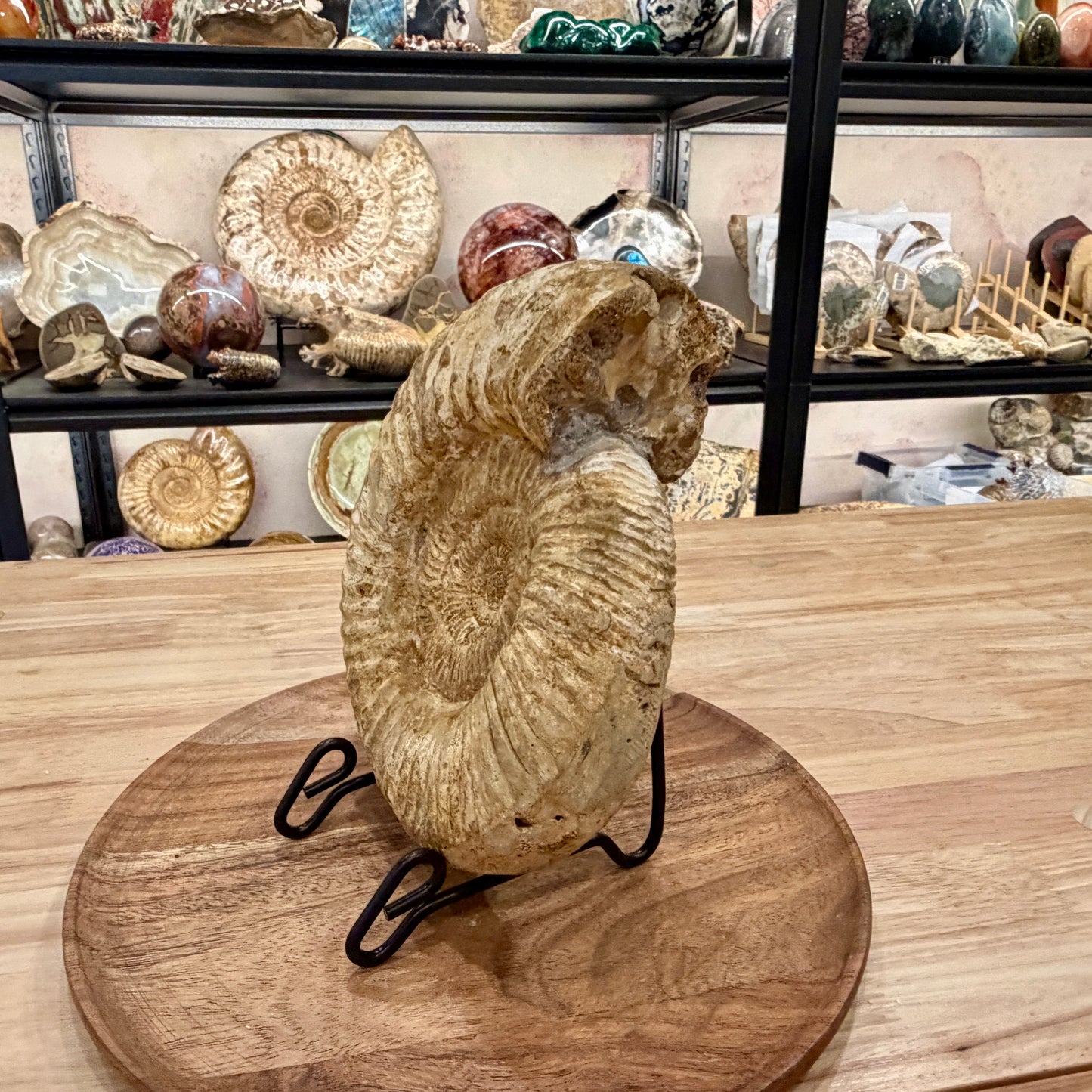 Natural Jurassic Ammonite Fossil 8" | Madagascar