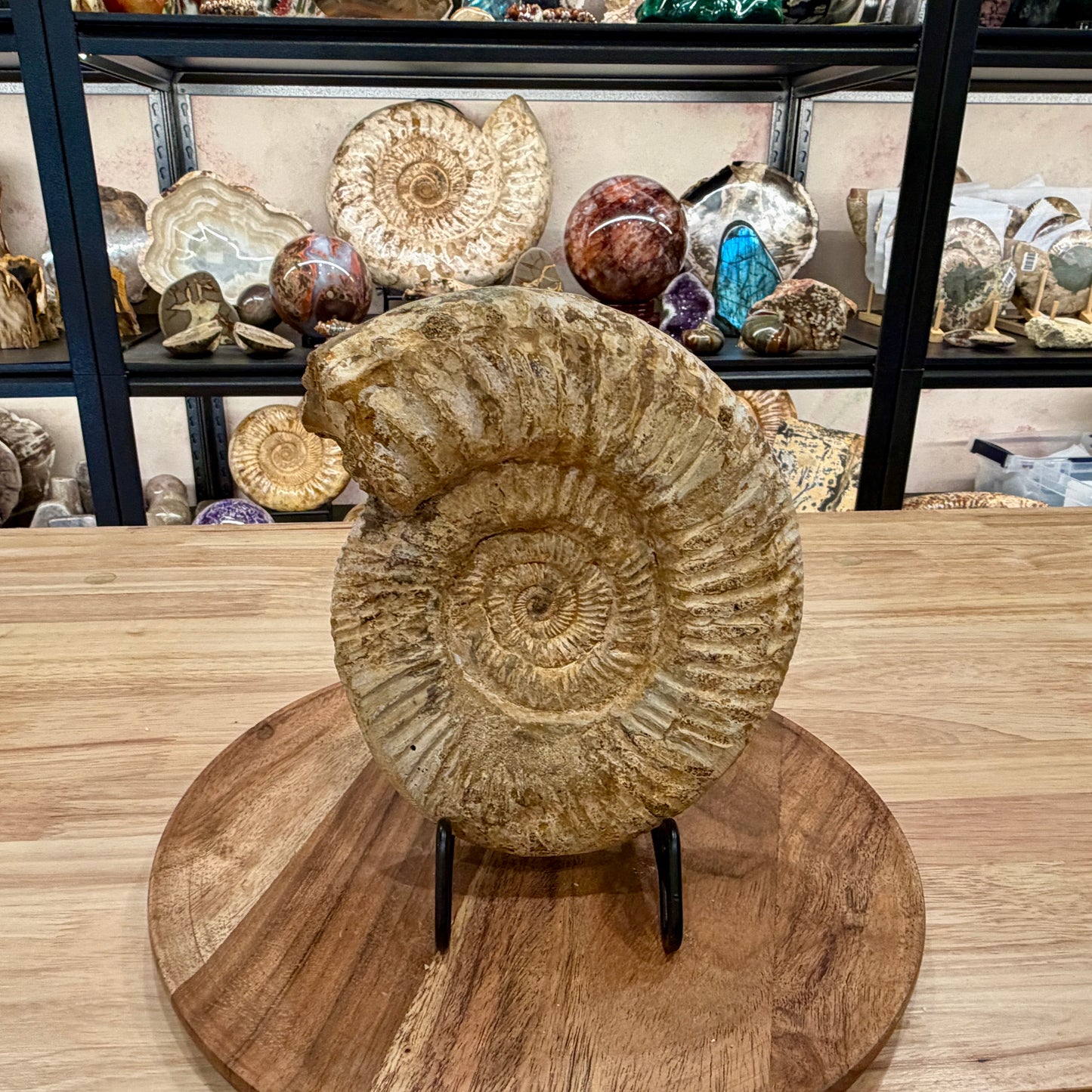Natural Jurassic Ammonite Fossil 8" | Madagascar
