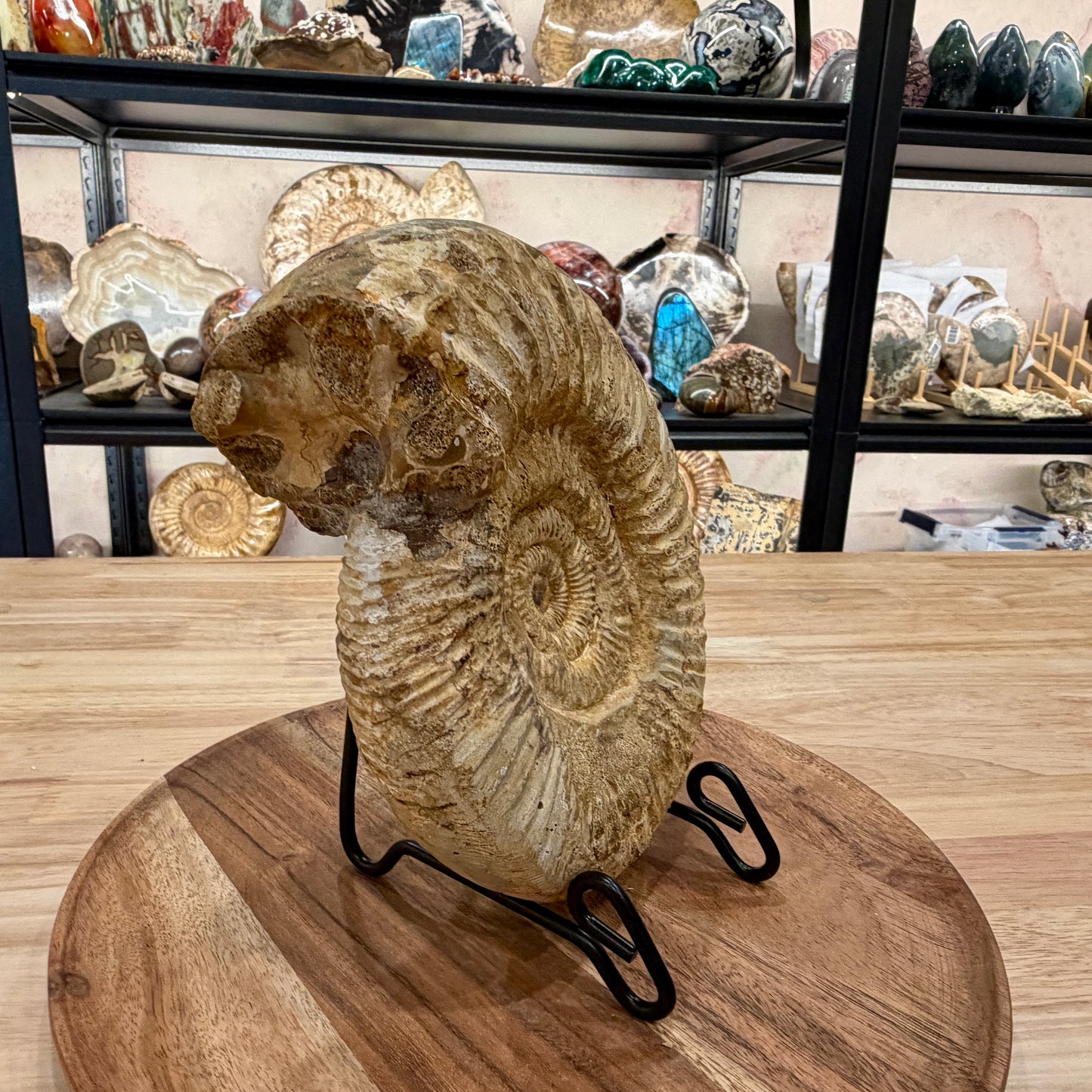 Natural Jurassic Ammonite Fossil 8" | Madagascar