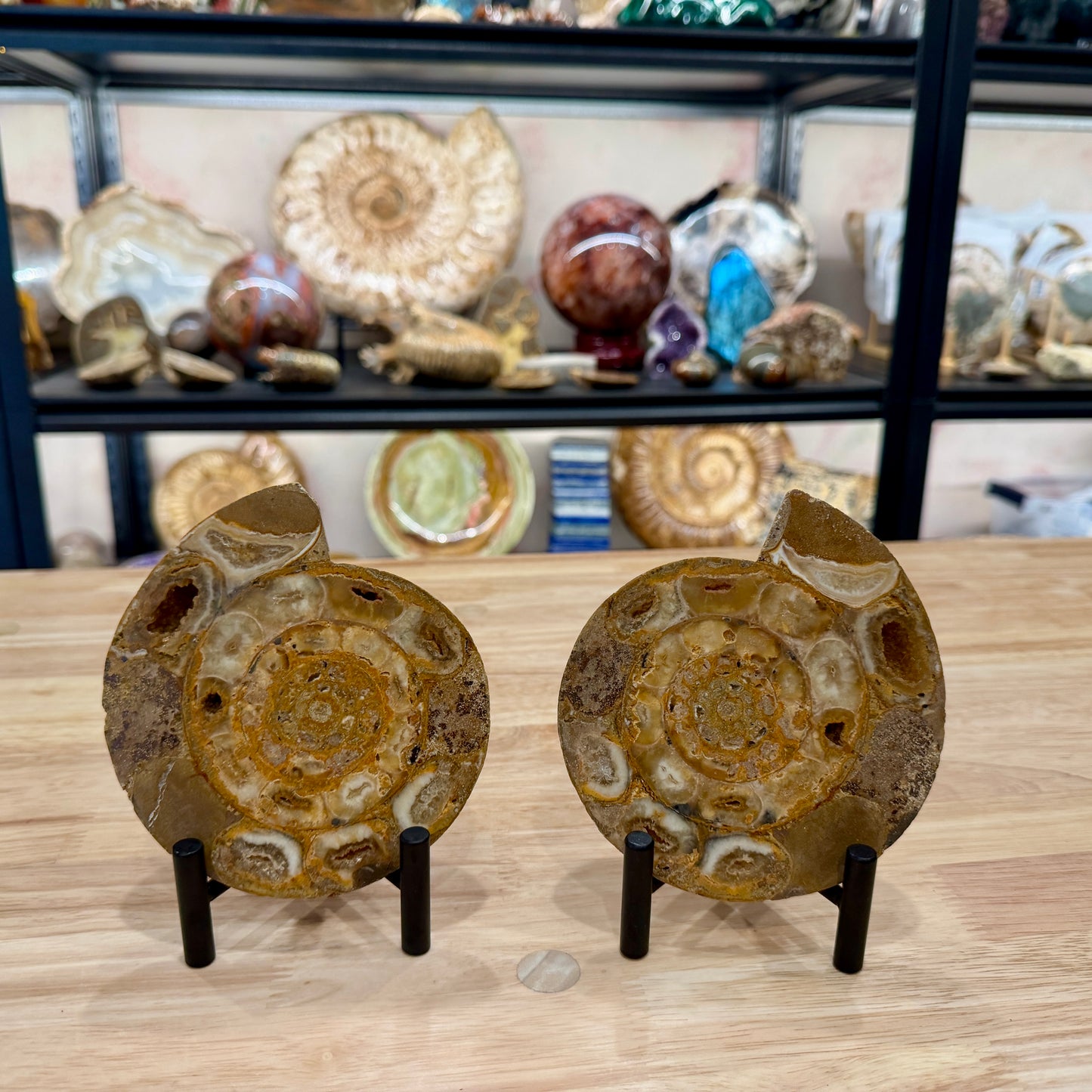 Moroccan Jurassic Ammonite Fossil Pair 5"