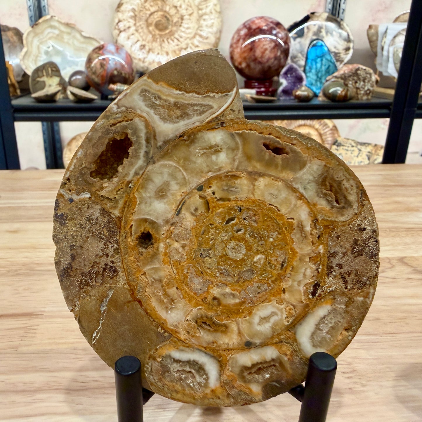 Moroccan Jurassic Ammonite Fossil Pair 5"