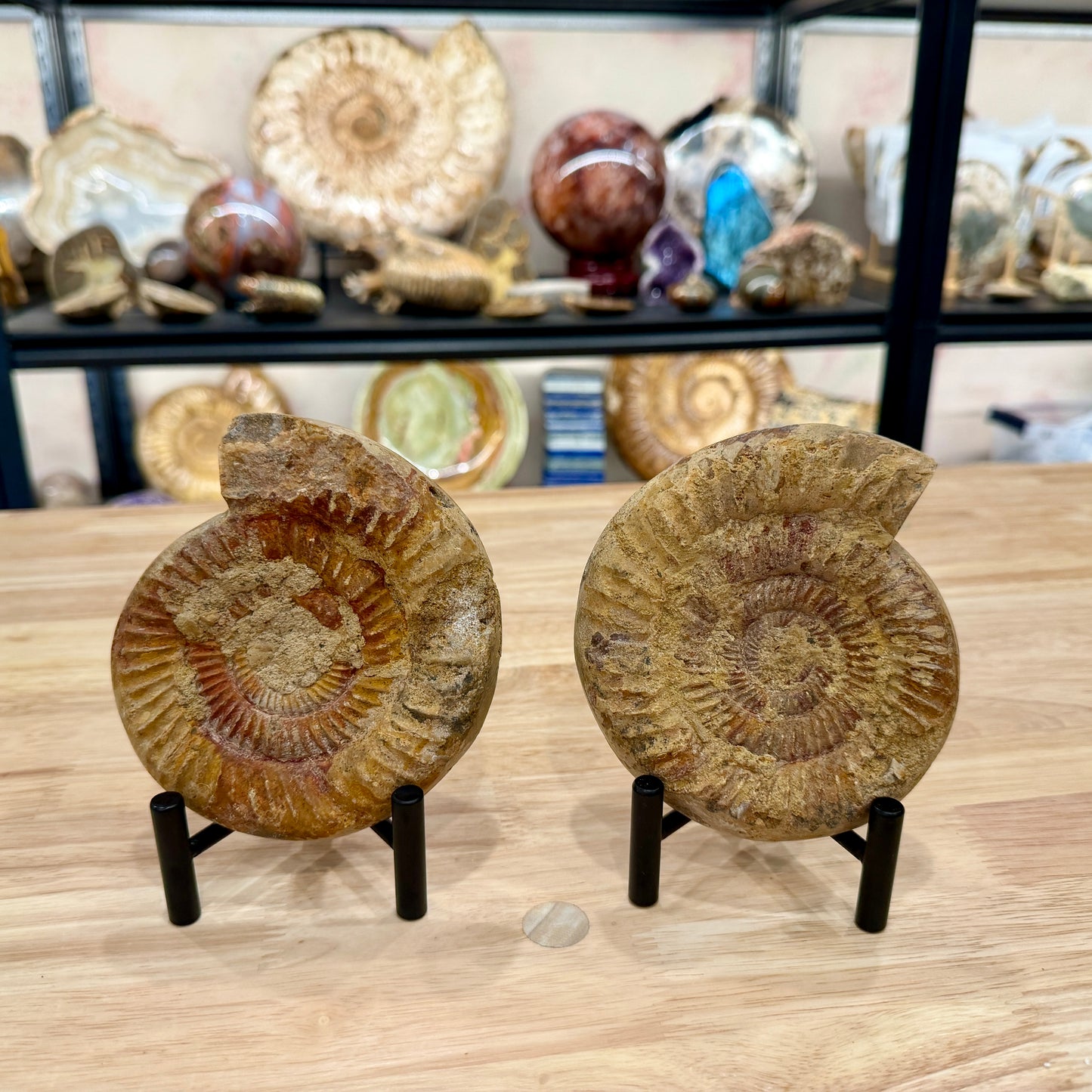 Moroccan Jurassic Ammonite Fossil Pair 5"