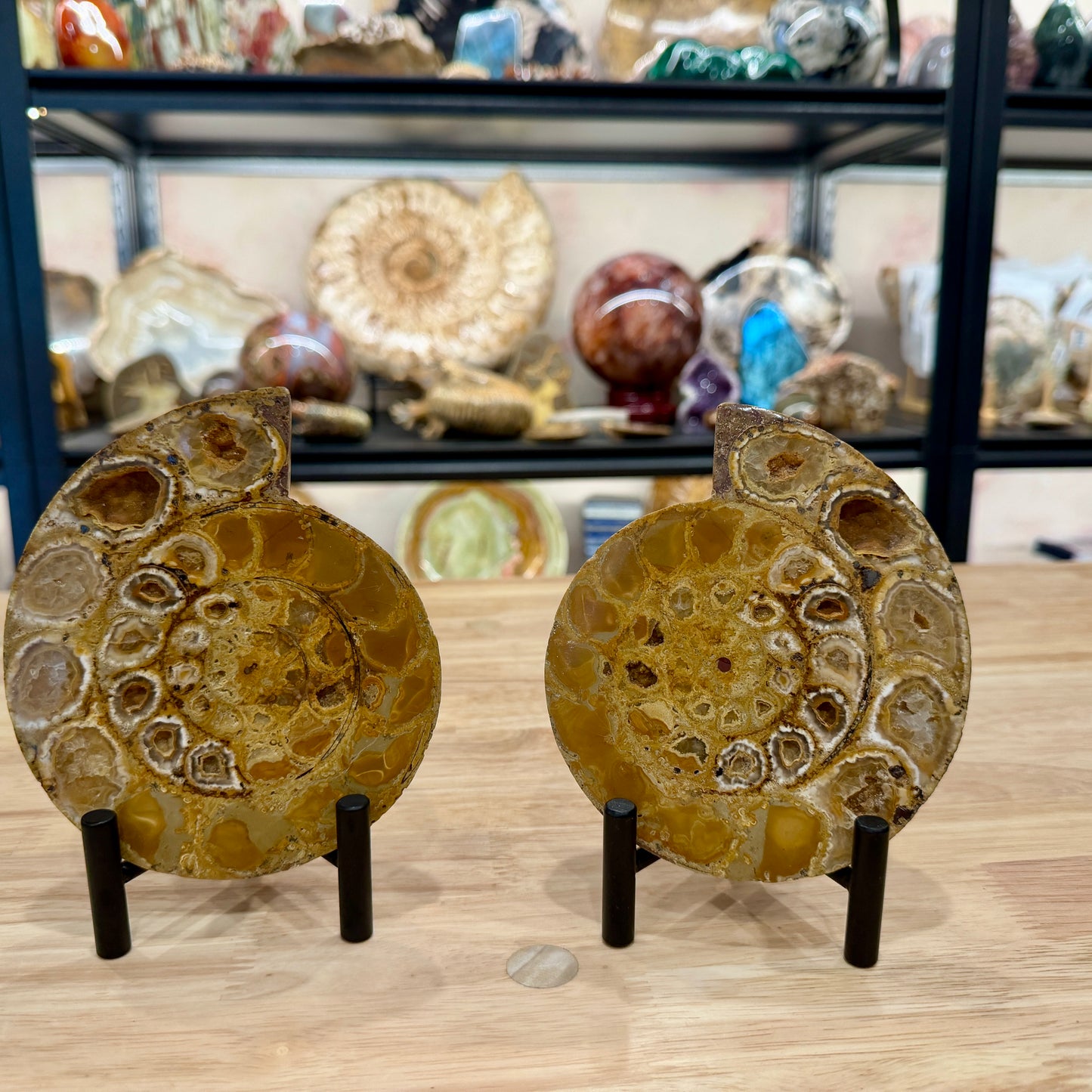 Moroccan Jurassic Ammonite Fossil Pair 5.34"