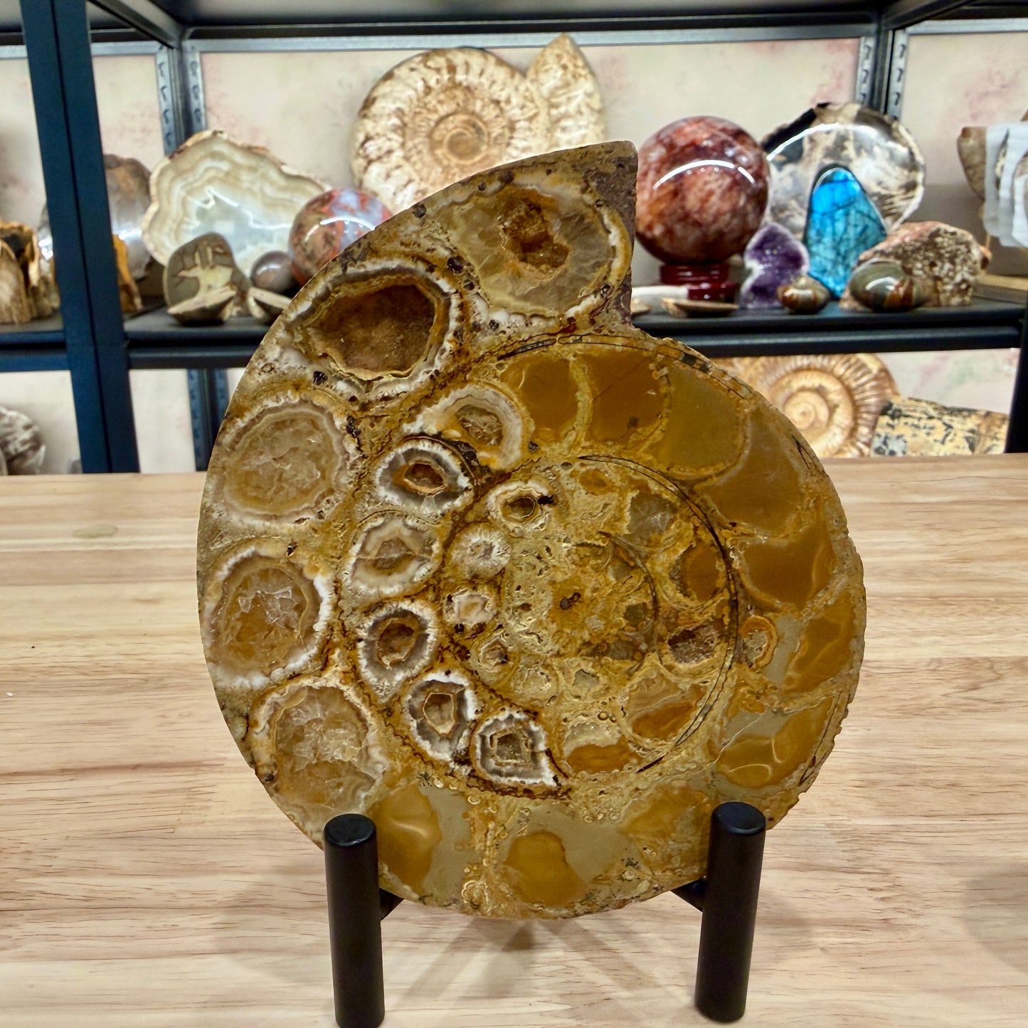 Moroccan Jurassic Ammonite Fossil Pair 5.34"