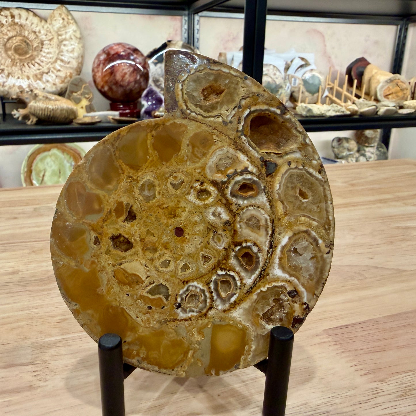 Moroccan Jurassic Ammonite Fossil Pair 5.34"