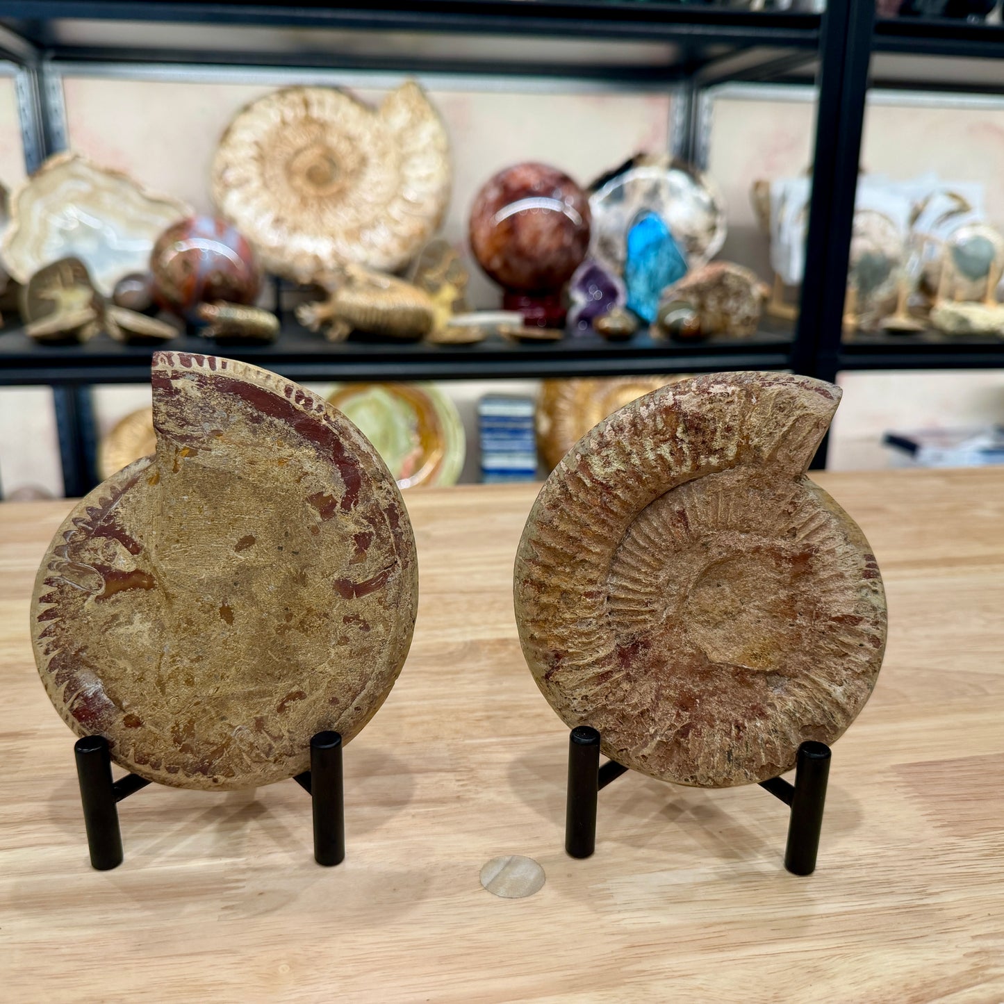 Moroccan Jurassic Ammonite Fossil Pair 5.34"