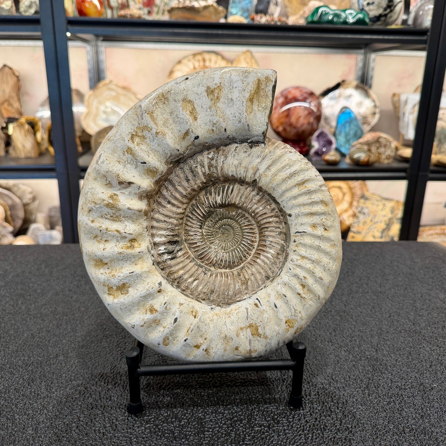 Reserve Iridescent Jurassic Ammonite Fossil 10.8" + Stand | Madagascar