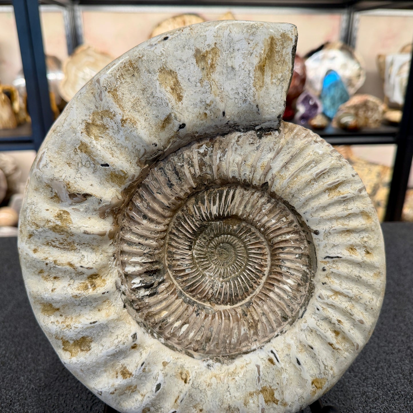 Reserve Iridescent Jurassic Ammonite Fossil 10.8" + Stand | Madagascar