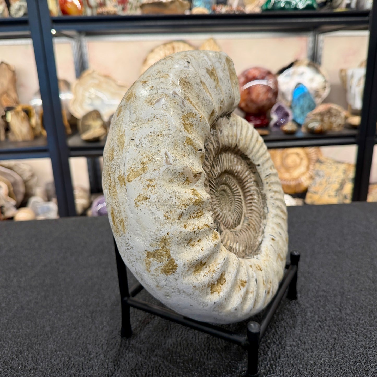 Reserve Iridescent Jurassic Ammonite Fossil 10.8" + Stand | Madagascar