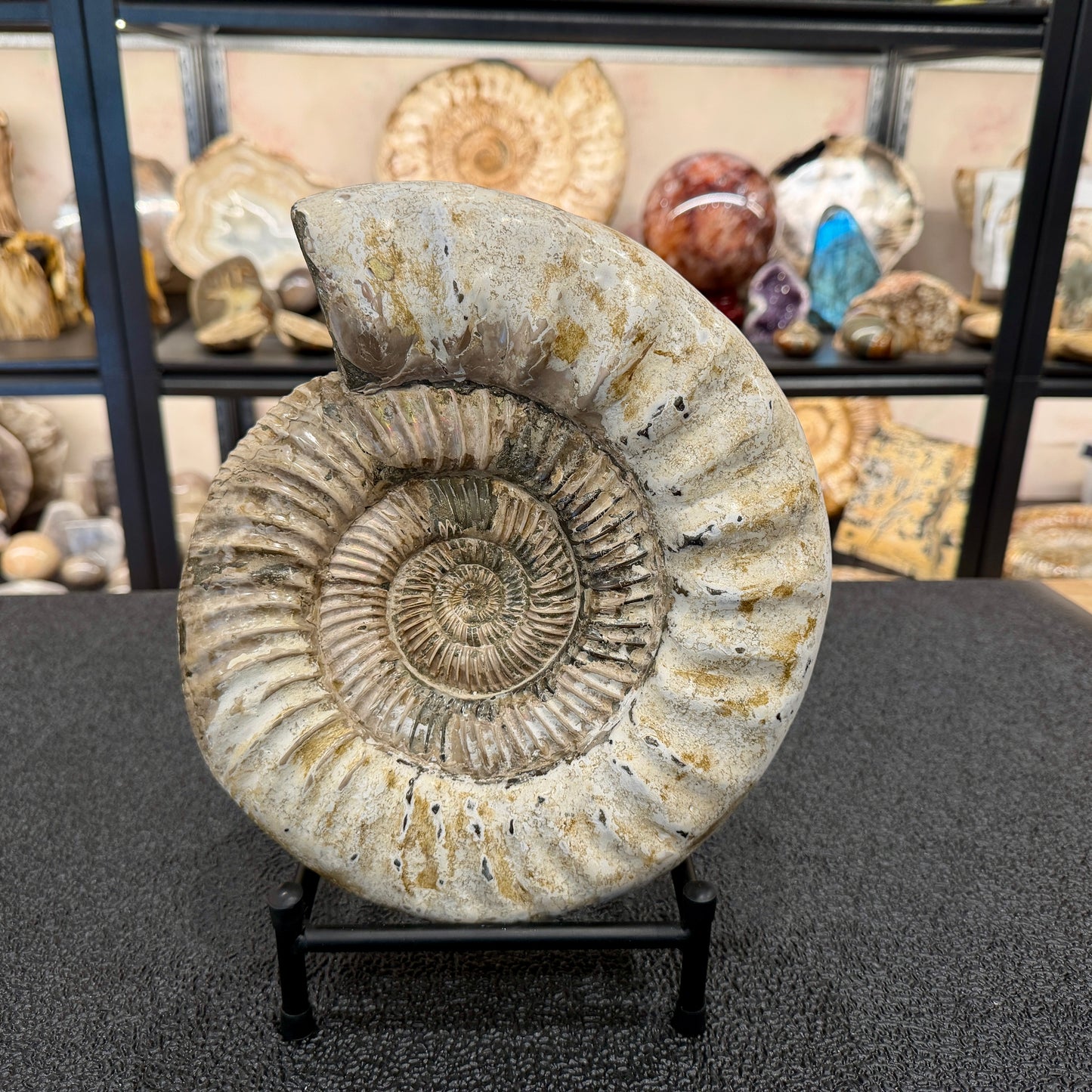 Reserve Iridescent Jurassic Ammonite Fossil 10.8" + Stand | Madagascar