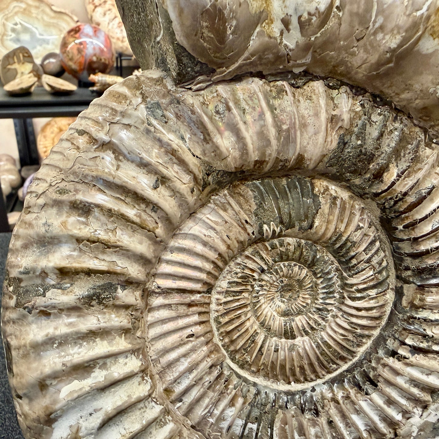 Reserve Iridescent Jurassic Ammonite Fossil 10.8" + Stand | Madagascar