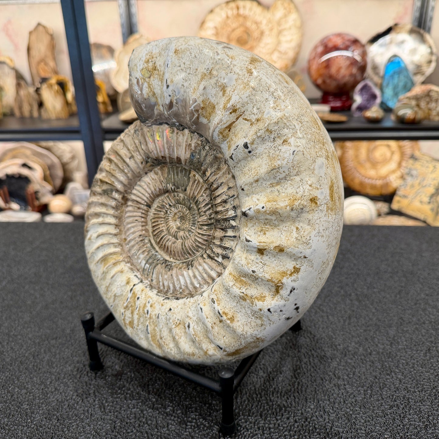 Reserve Iridescent Jurassic Ammonite Fossil 10.8" + Stand | Madagascar