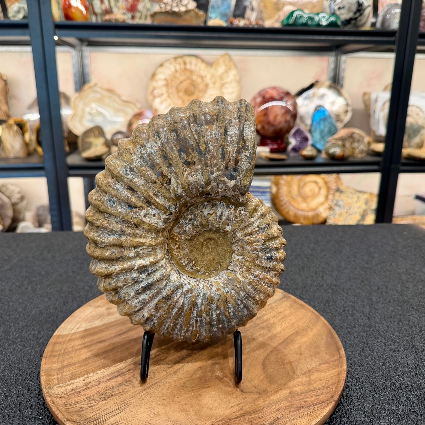 Natural Jurassic Ammonite Fossil 8.8" | Madagascar