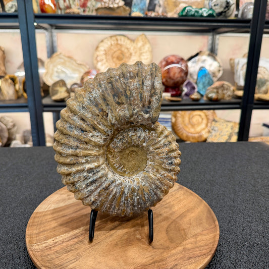 Natural Jurassic Ammonite Fossil 8.8" | Madagascar
