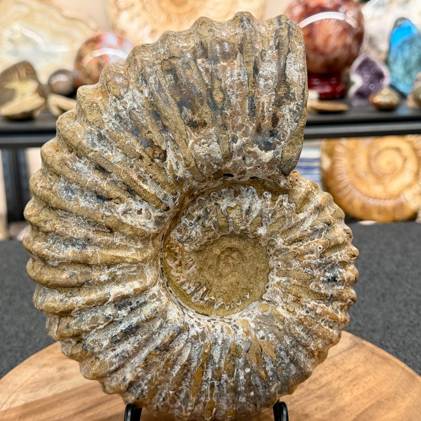 Natural Jurassic Ammonite Fossil 8.8" | Madagascar