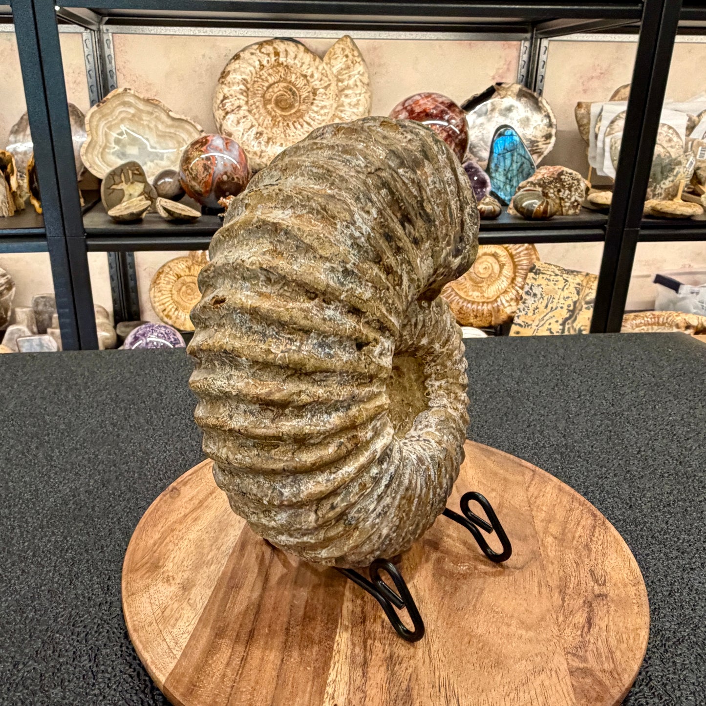 Natural Jurassic Ammonite Fossil 8.8" | Madagascar