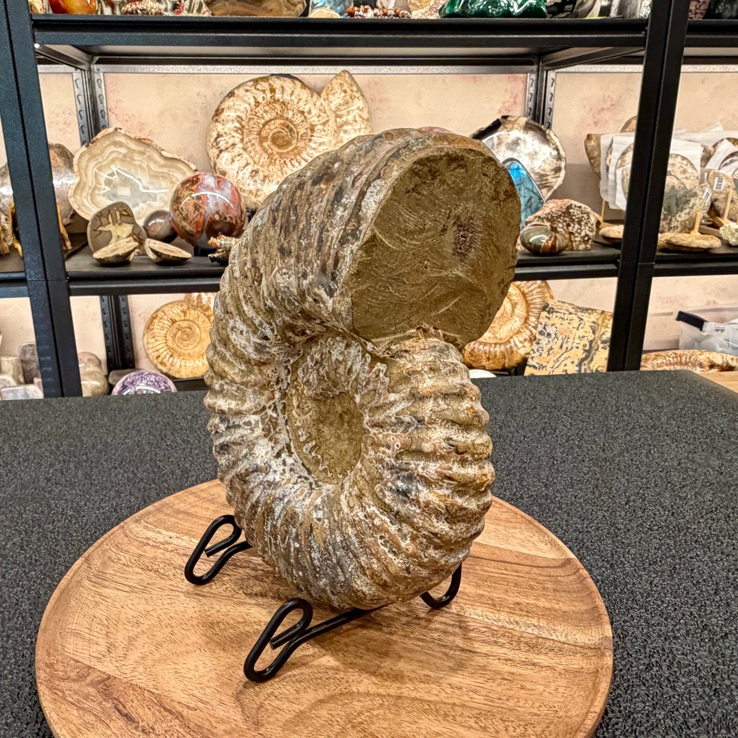 Natural Jurassic Ammonite Fossil 8.8" | Madagascar