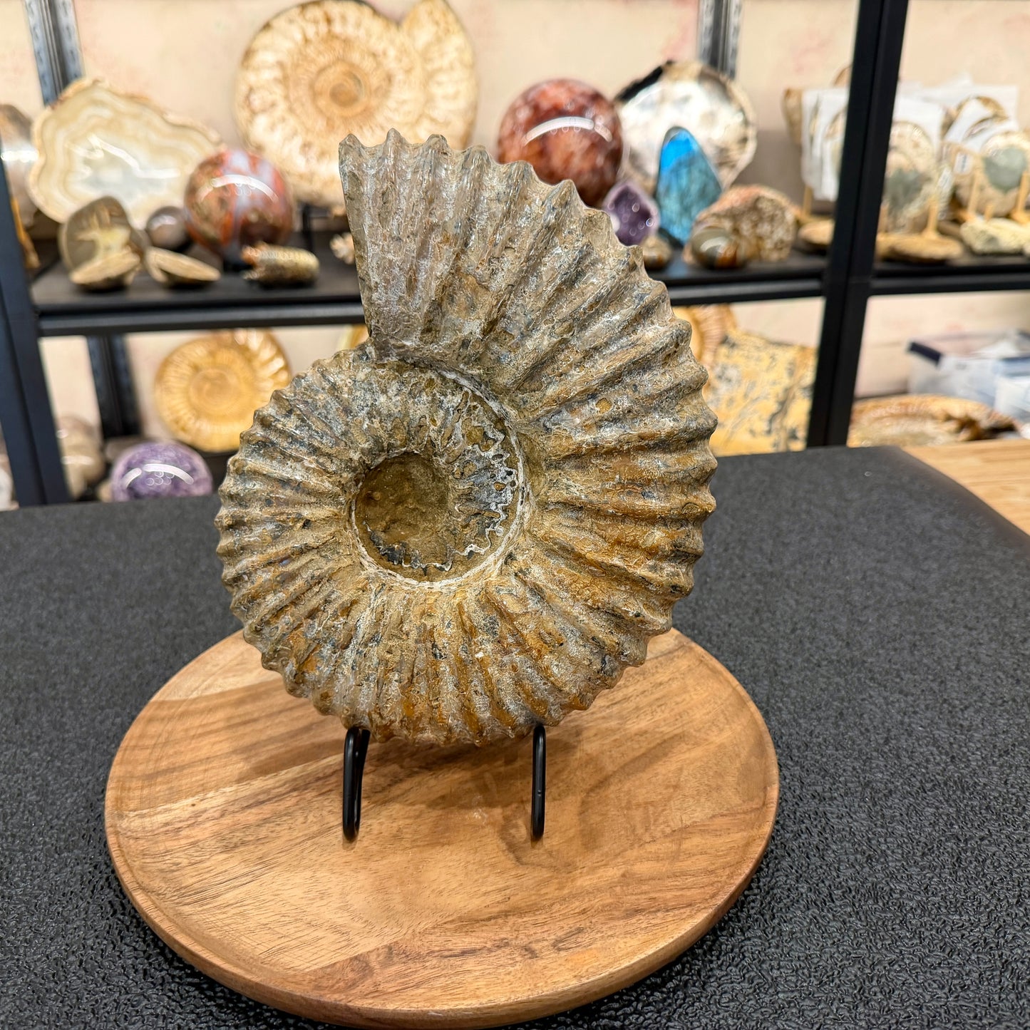 Natural Jurassic Ammonite Fossil 9.8" | Madagascar