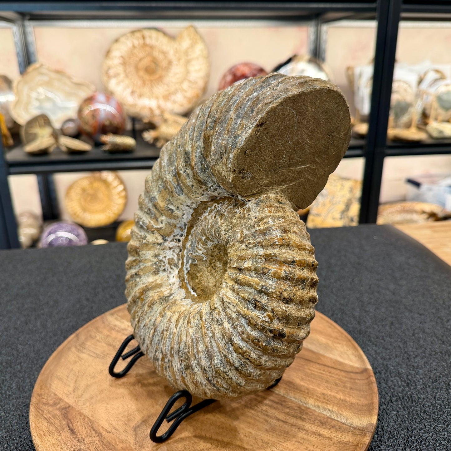 Natural Jurassic Ammonite Fossil 9.8" | Madagascar