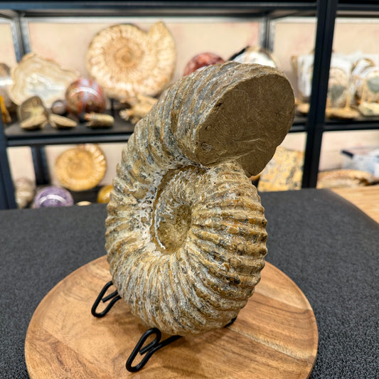 Natural Jurassic Ammonite Fossil 9.8" | Madagascar