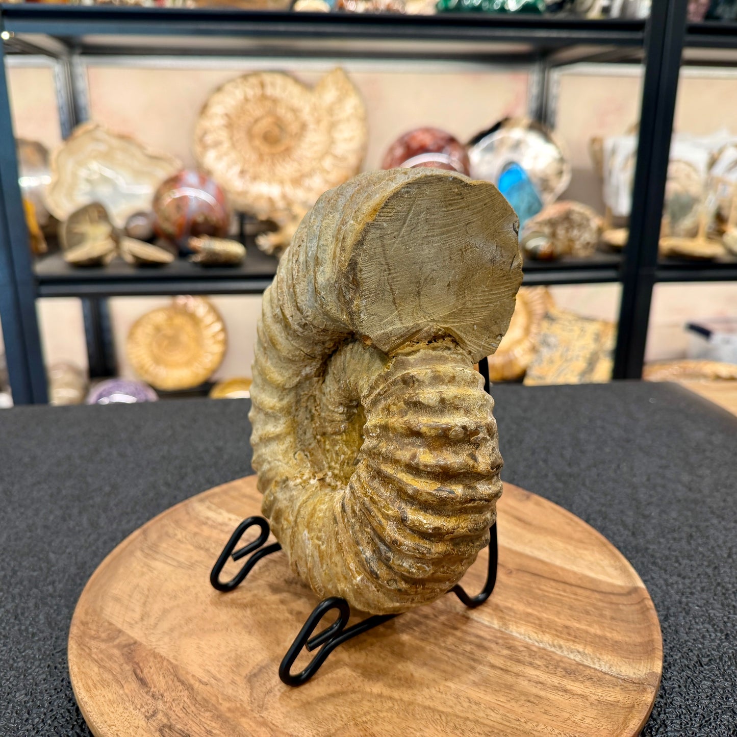 Natural Jurassic Ammonite Fossil 7.93" | Madagascar