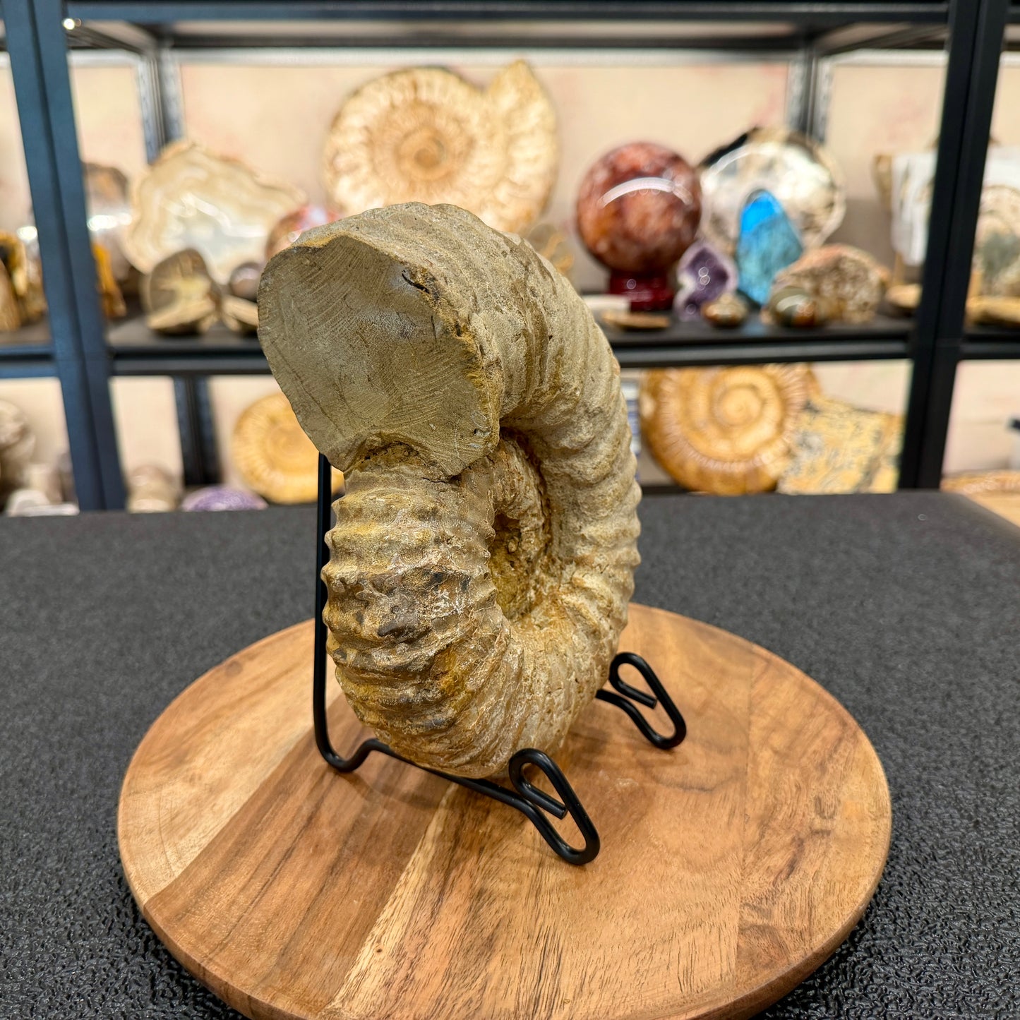Natural Jurassic Ammonite Fossil 7.93" | Madagascar