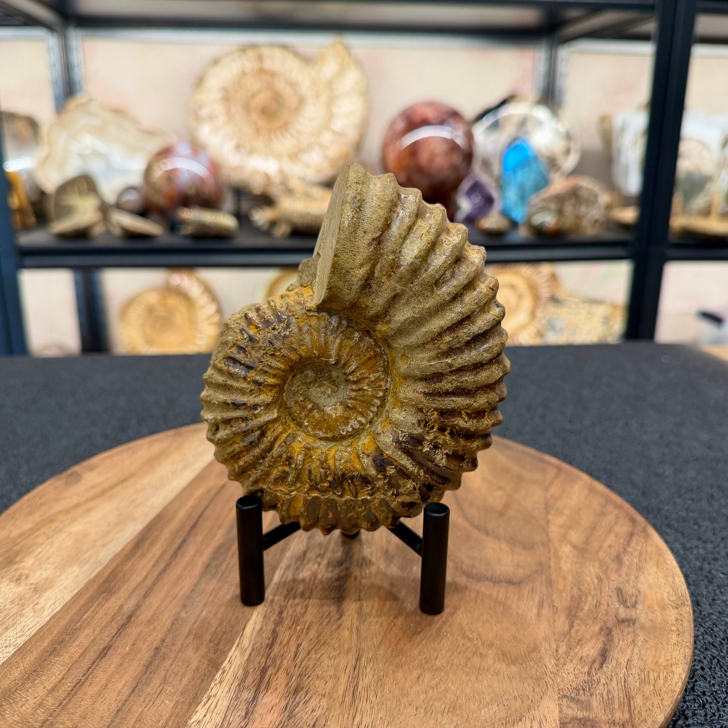 Natural Jurassic Ammonite Fossil 5.11" | Madagascar
