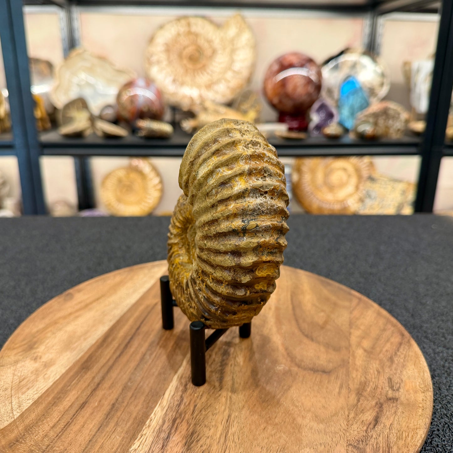 Natural Jurassic Ammonite Fossil 5.11" | Madagascar