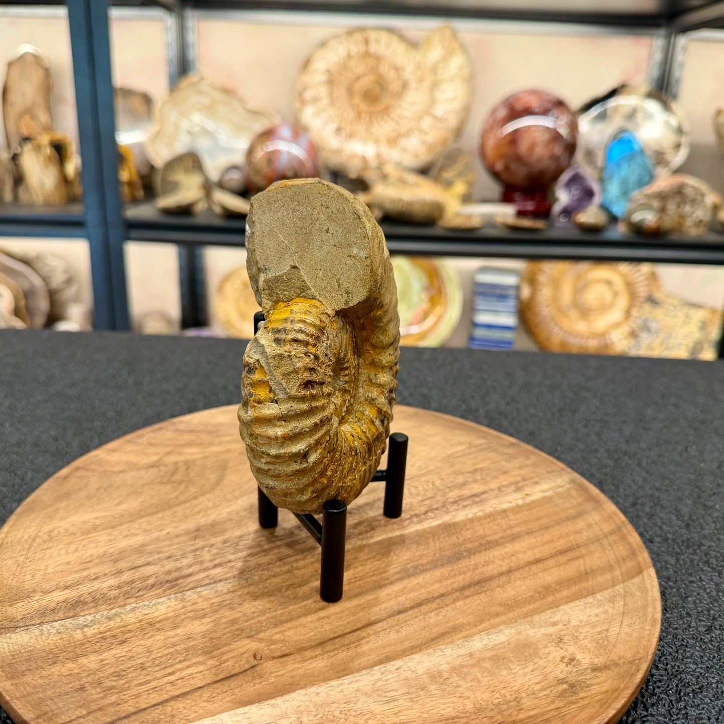 Natural Jurassic Ammonite Fossil 5.11" | Madagascar