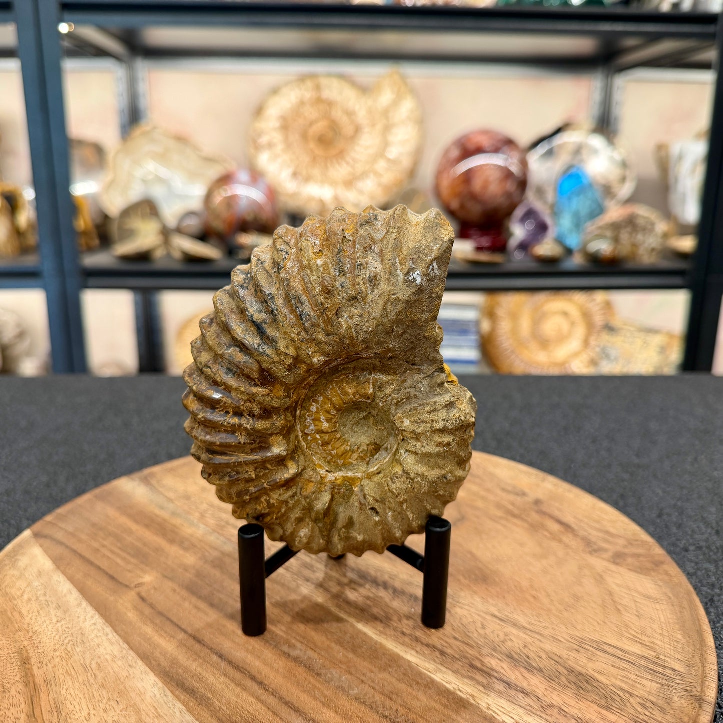 Natural Jurassic Ammonite Fossil 5.11" | Madagascar