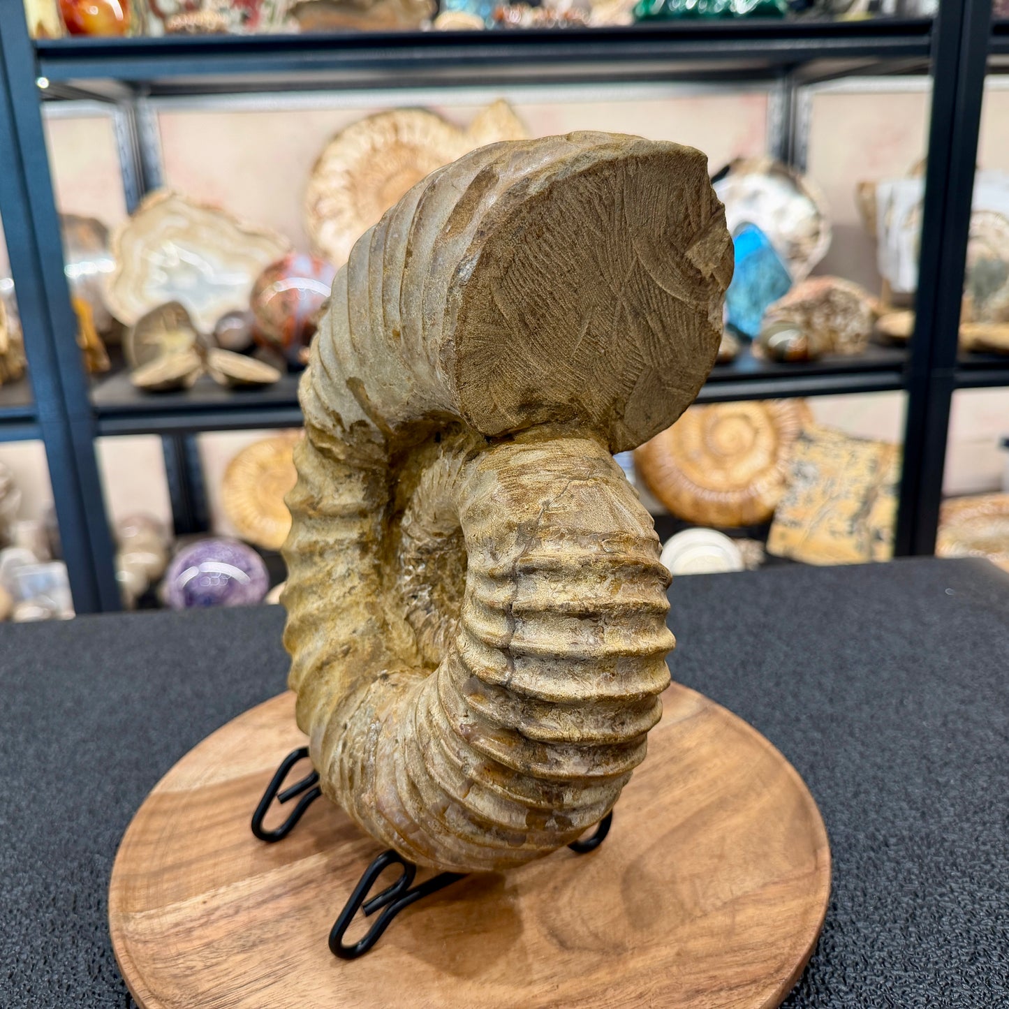 Natural Jurassic Ammonite Fossil 10.66"