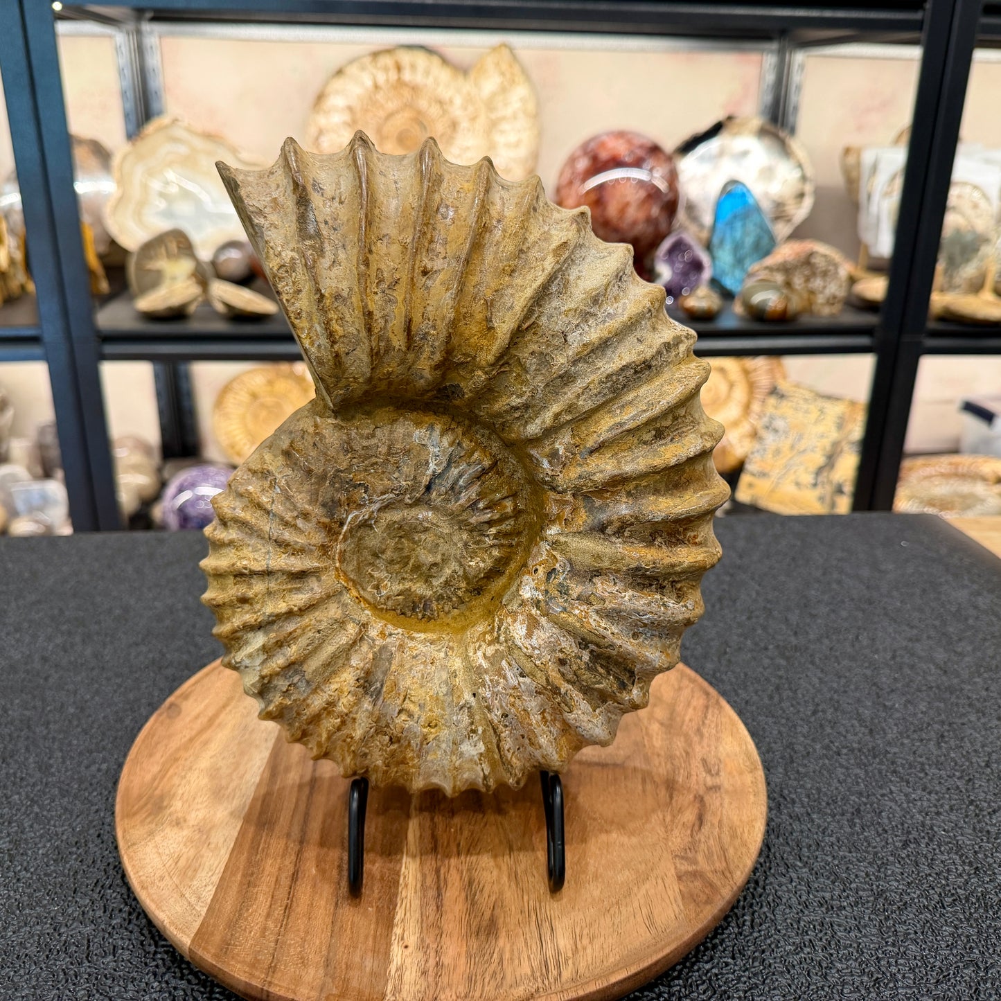 Natural Jurassic Ammonite Fossil 10.66"